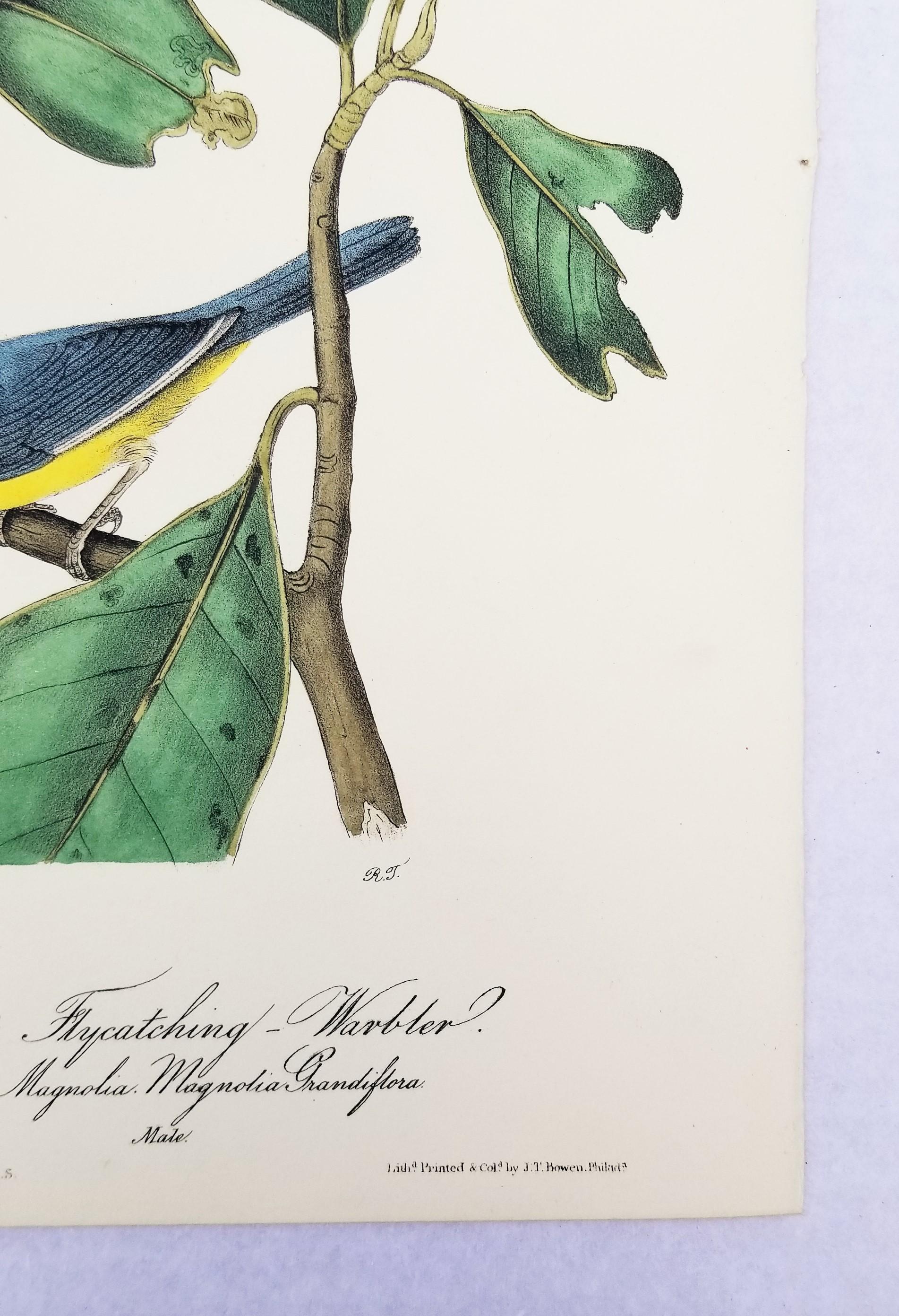 Bonaparte's Flycatching-Warbler (Great Magnolia) /// Ornithologie Vogel Audubon im Angebot 2