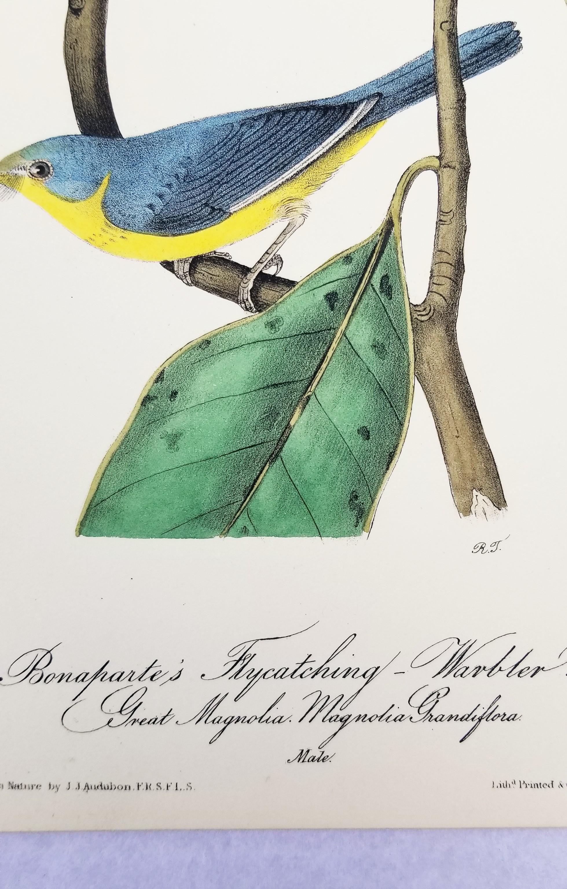 Bonaparte's Flycatching-Warbler (Great Magnolia) /// Ornithologie Vogel Audubon im Angebot 4