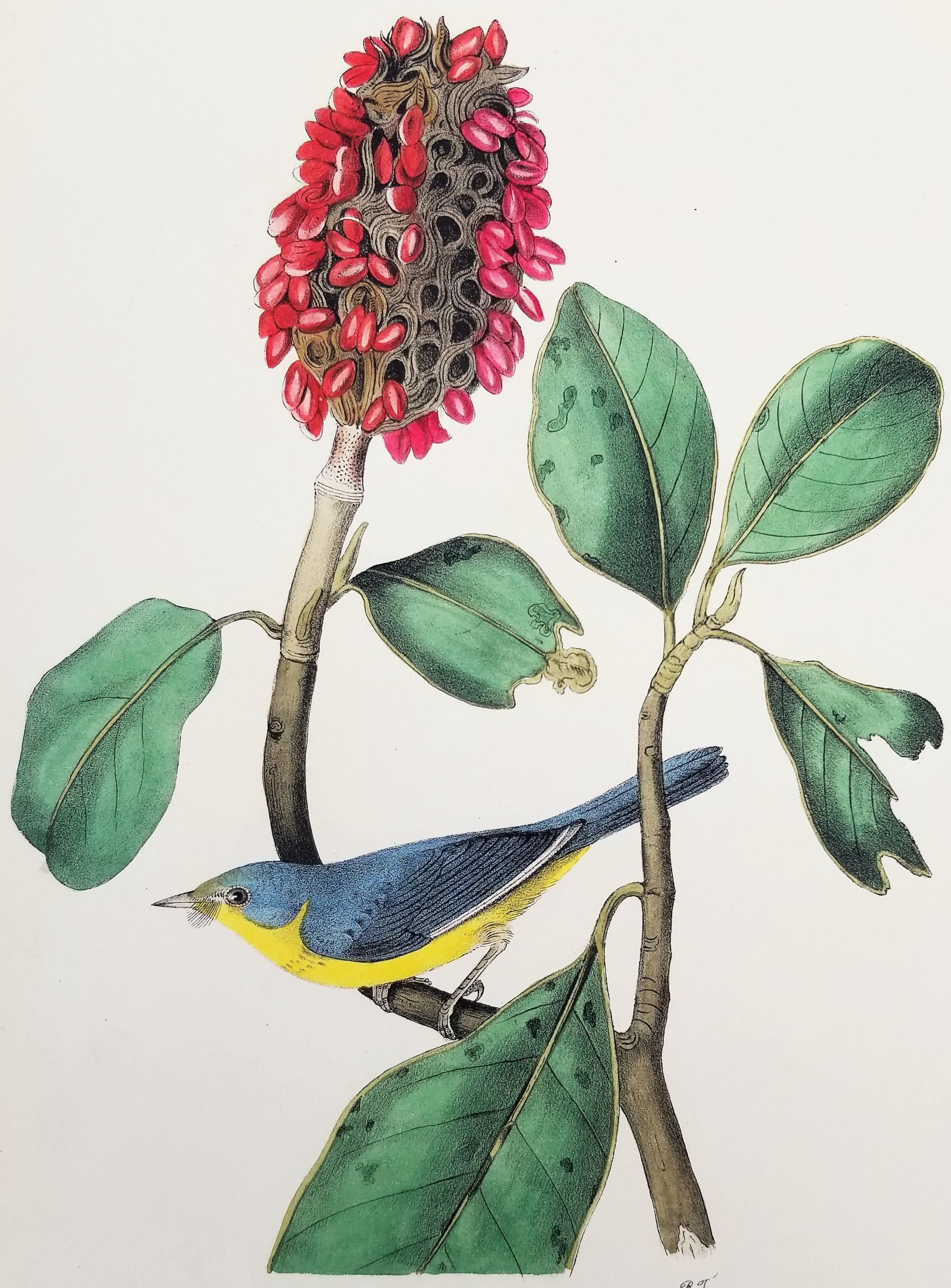 John James Audubon Animal Print - Bonaparte’s Flycatching-Warbler (Great Magnolia) /// Ornithology Bird Audubon