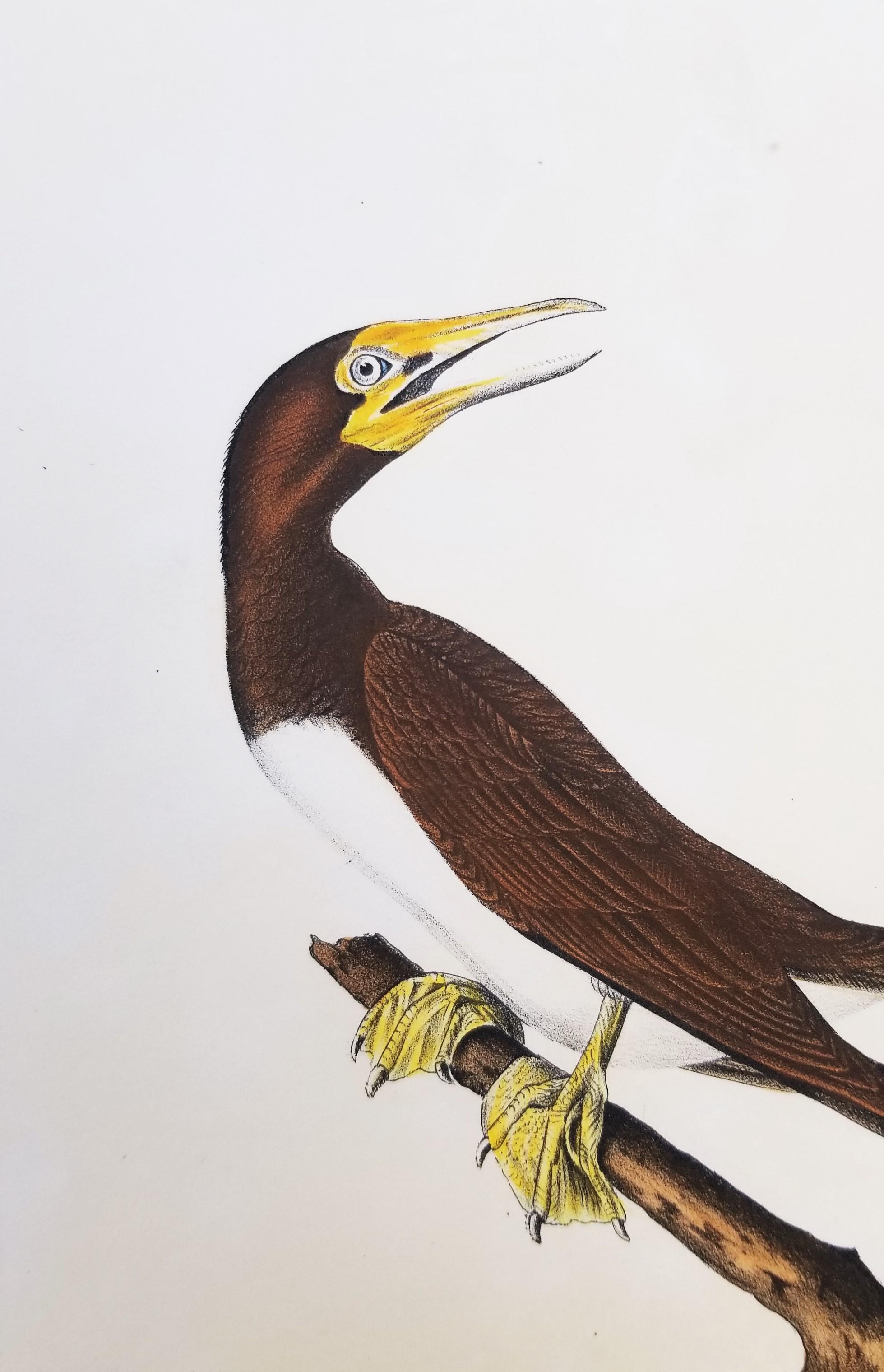 Booby Gannet /// Ornithology Bird Art John James Audubon Florida Keys Seascape For Sale 9