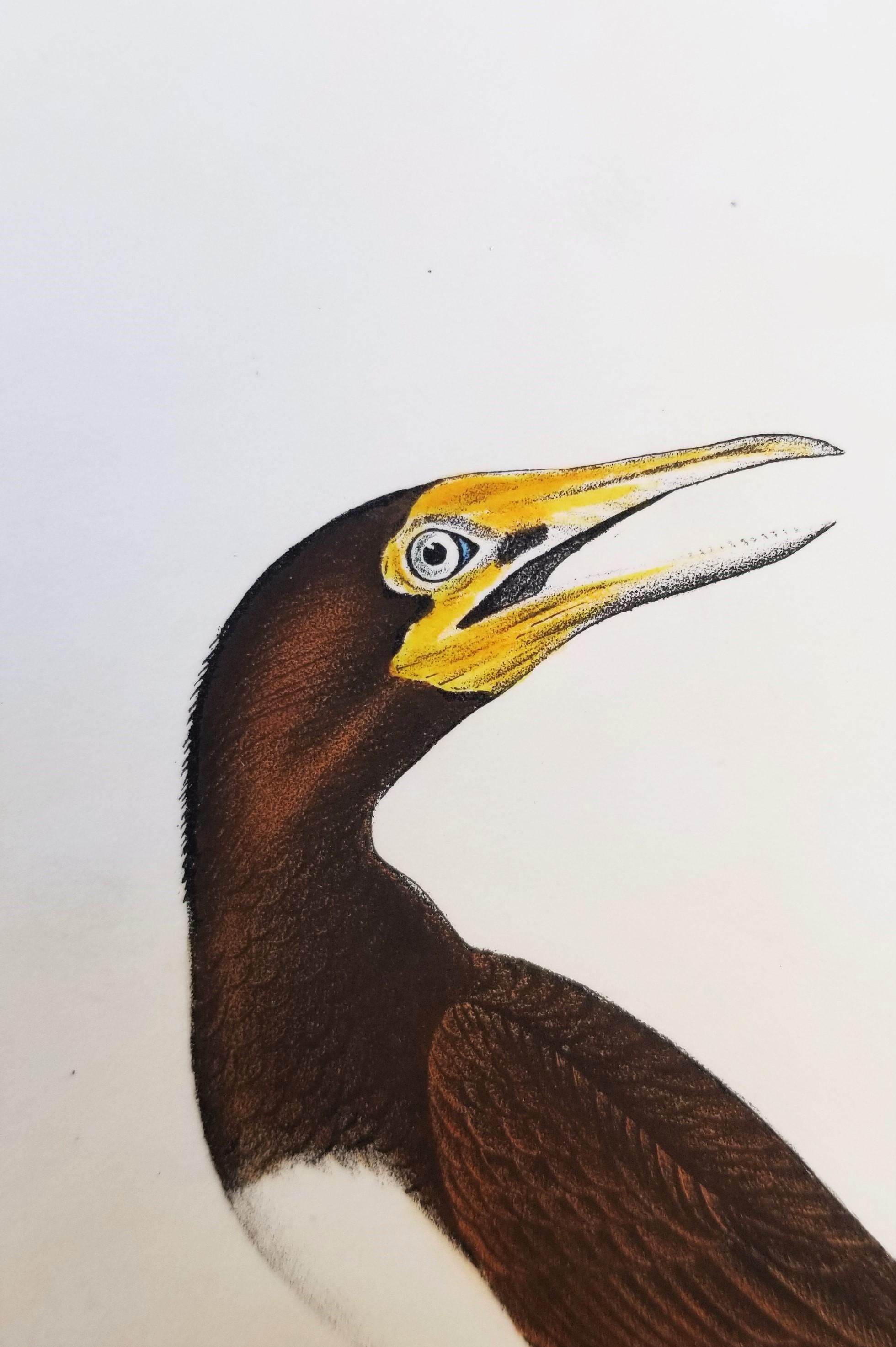 Fou de Bassan /// Ornithologie Bird Art John James Audubon Florida Keys Seascape en vente 10