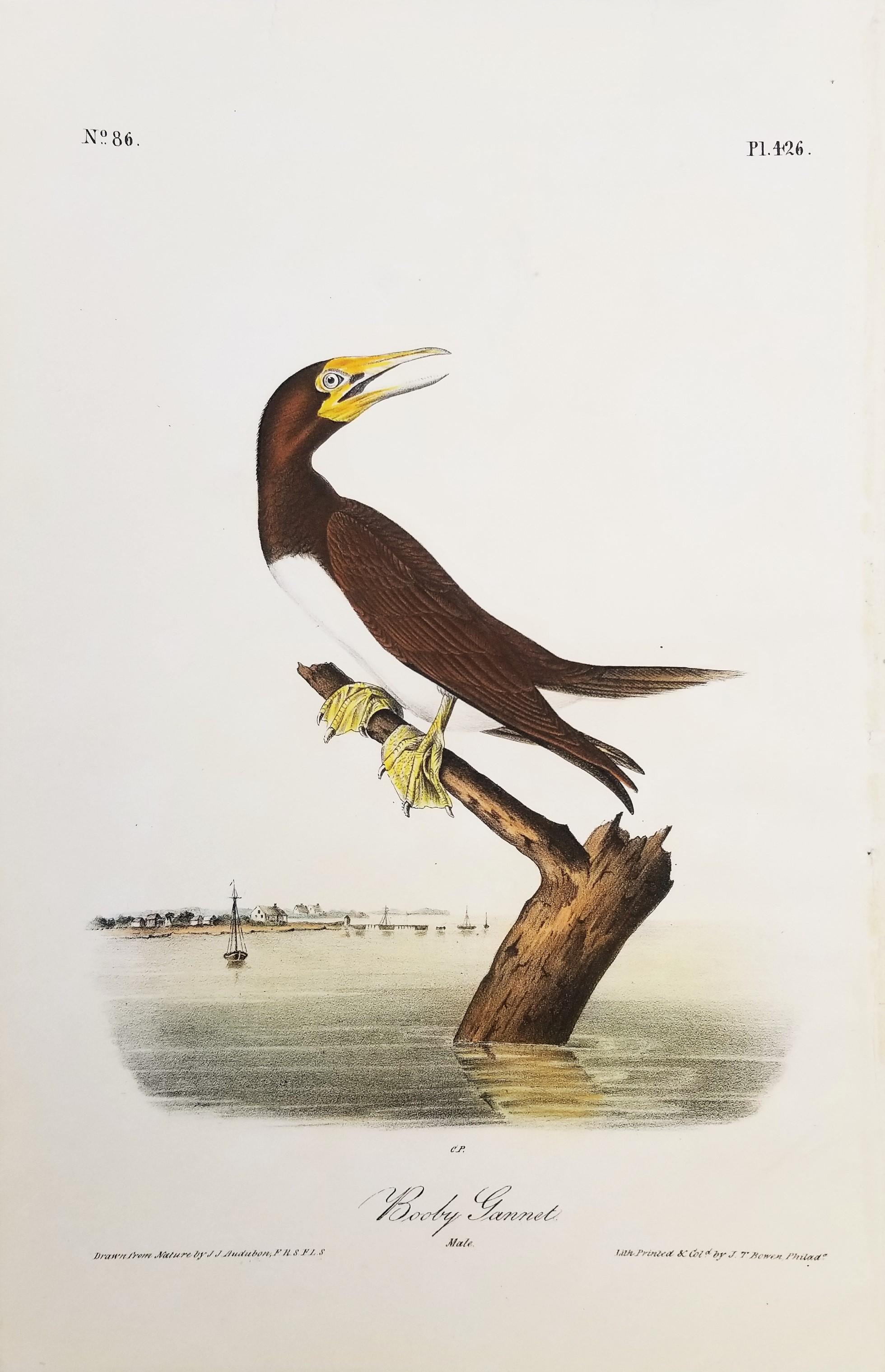 Fou de Bassan /// Ornithologie Bird Art John James Audubon Florida Keys Seascape en vente 1