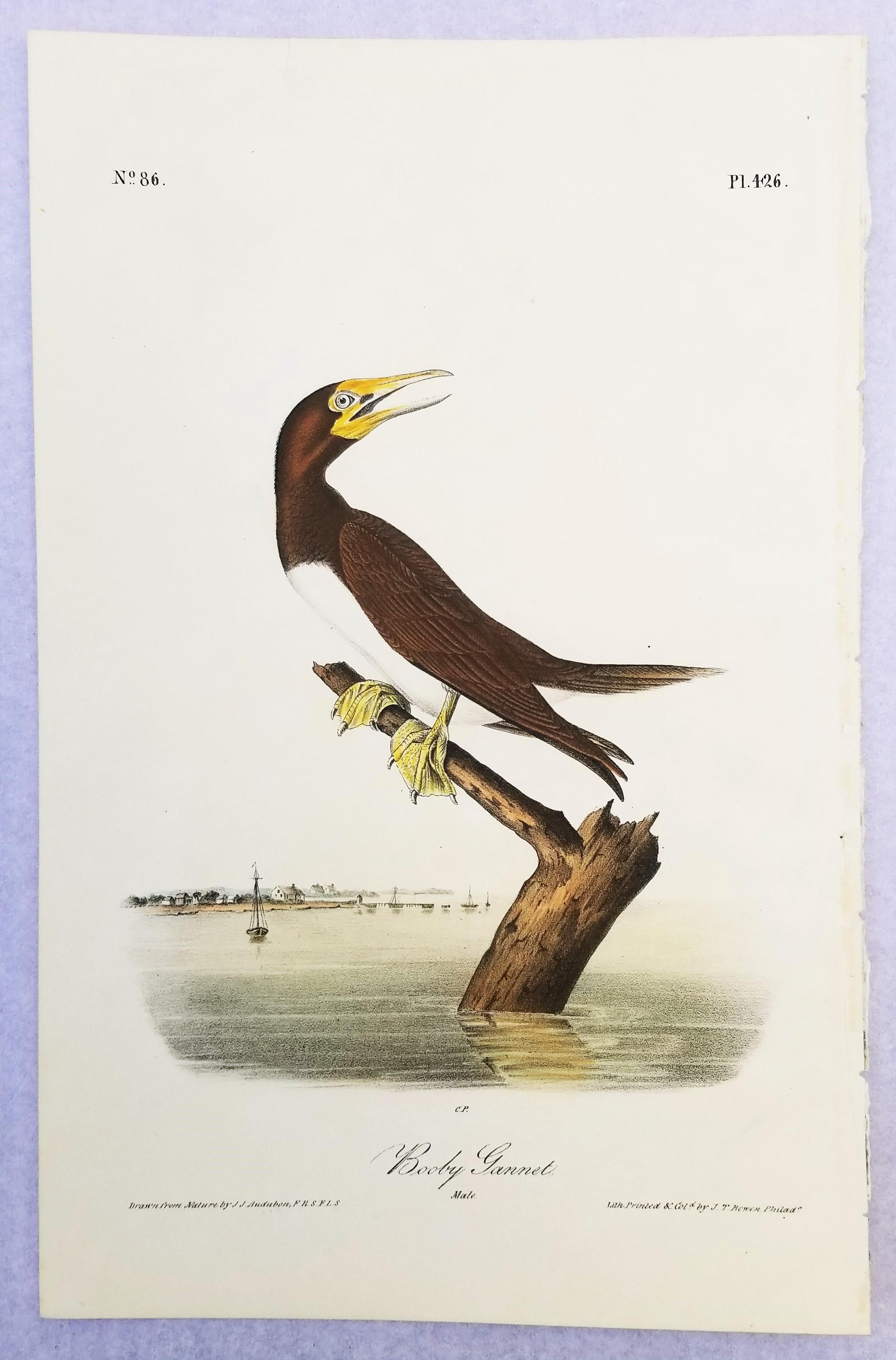 Booby Gannet /// Ornithology Bird Art John James Audubon Florida Keys Seascape For Sale 2