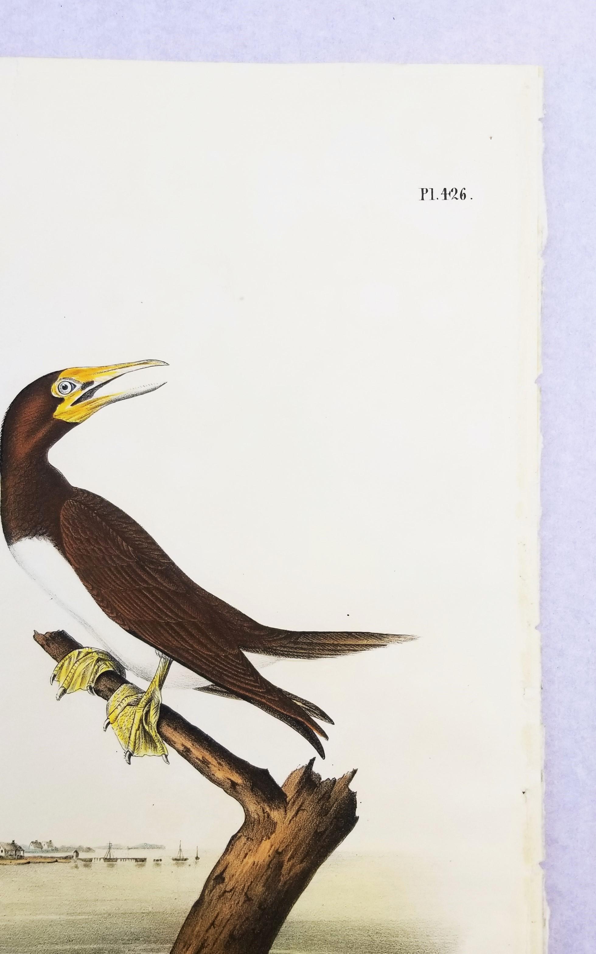 Fou de Bassan /// Ornithologie Bird Art John James Audubon Florida Keys Seascape en vente 5