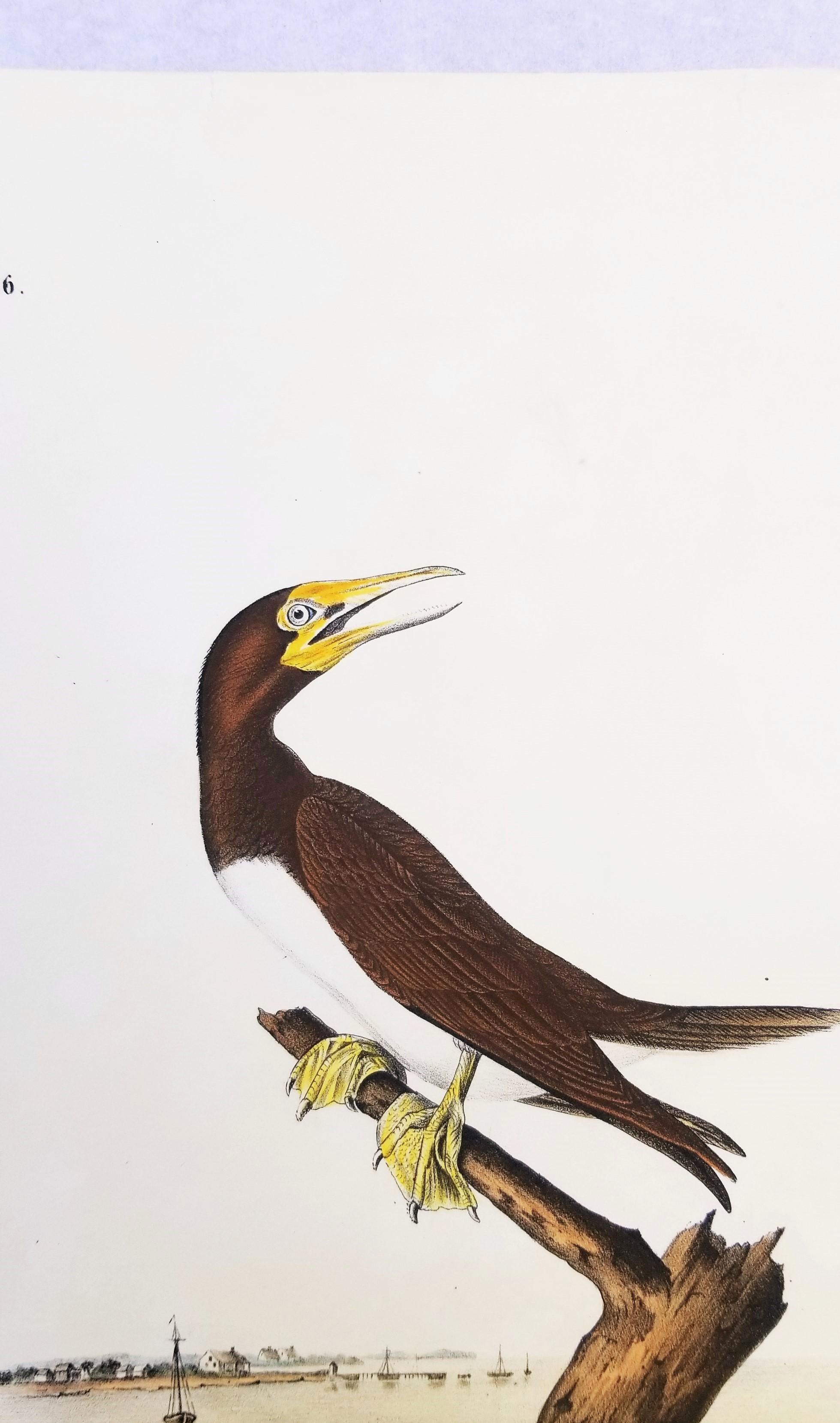 Booby Gannet /// Ornithology Bird Art John James Audubon Florida Keys Seascape For Sale 7
