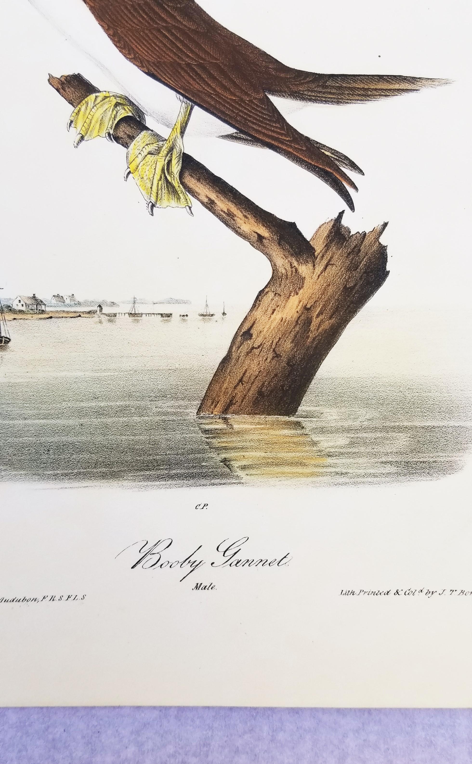 Fou de Bassan /// Ornithologie Bird Art John James Audubon Florida Keys Seascape en vente 8