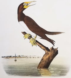 Antique Booby Gannet /// Ornithology Bird Art John James Audubon Florida Keys Seascape