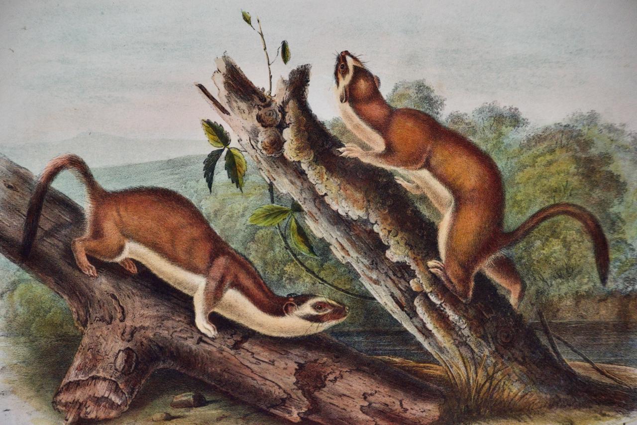 Bridled Weasel: An Original 19th Century Hand-colored Lithograph by Audubon - Print by John James Audubon