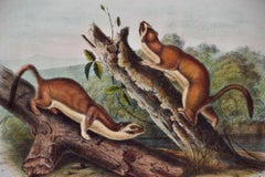 Bridled Weasel: An Original 19th Century Hand-colored Lithograph by Audubon