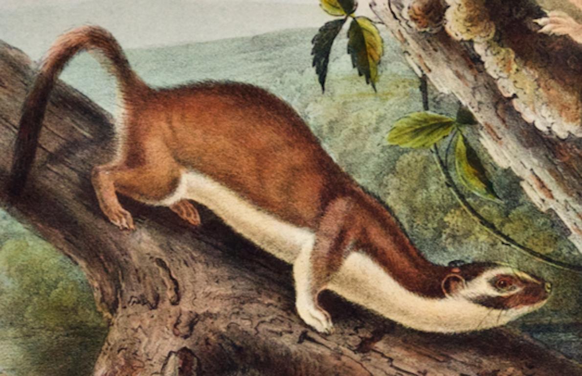 Bridled Weasel: An Original 19th Century Hand-colored Lithograph by Audubon - Naturalistic Print by John James Audubon