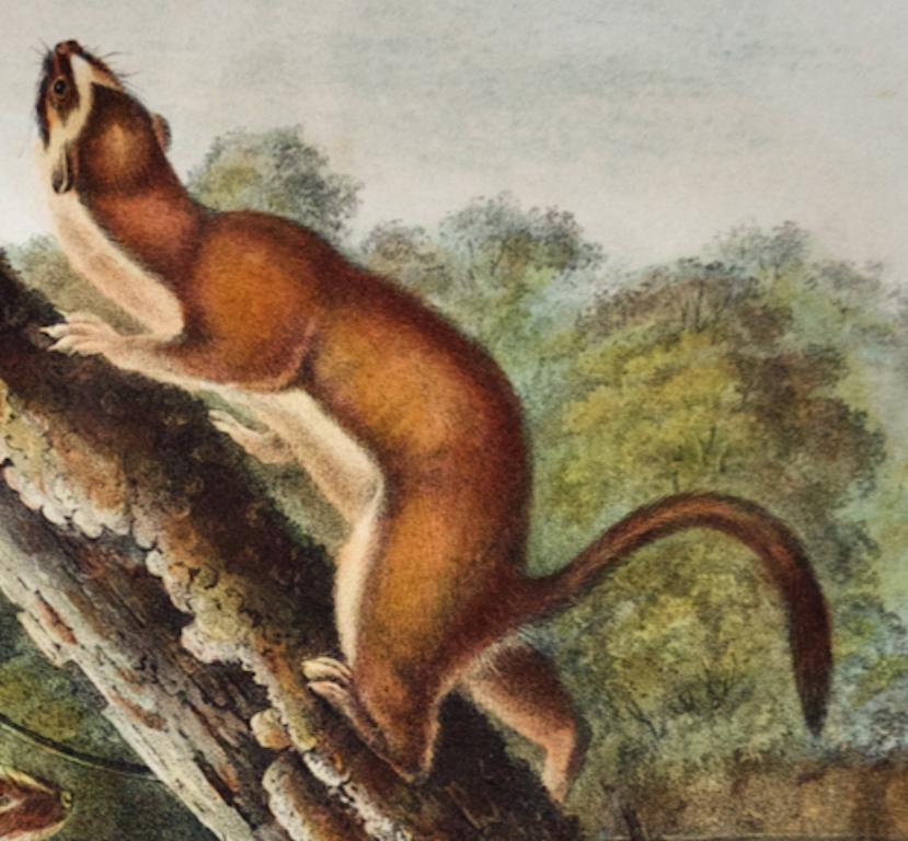 Bridled Weasel: An Original 19th Century Hand-colored Lithograph by Audubon - Beige Animal Print by John James Audubon