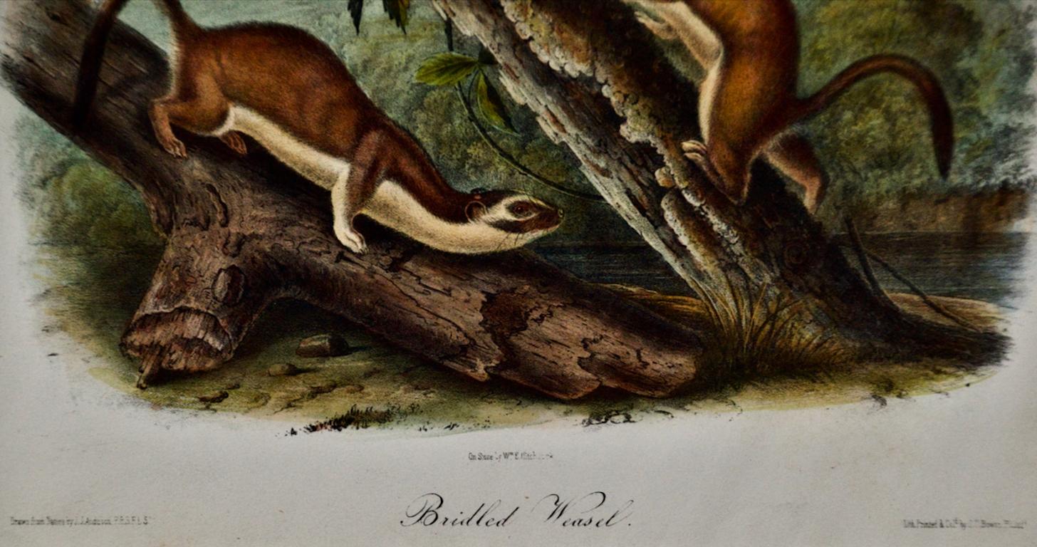 This is an original John James Audubon hand-colored lithograph entitled 