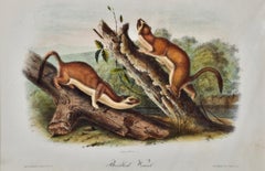 Bridled Weasel: An Original 19th Century Hand-colored Lithograph by Audubon