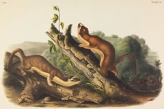 Bridled Weasels