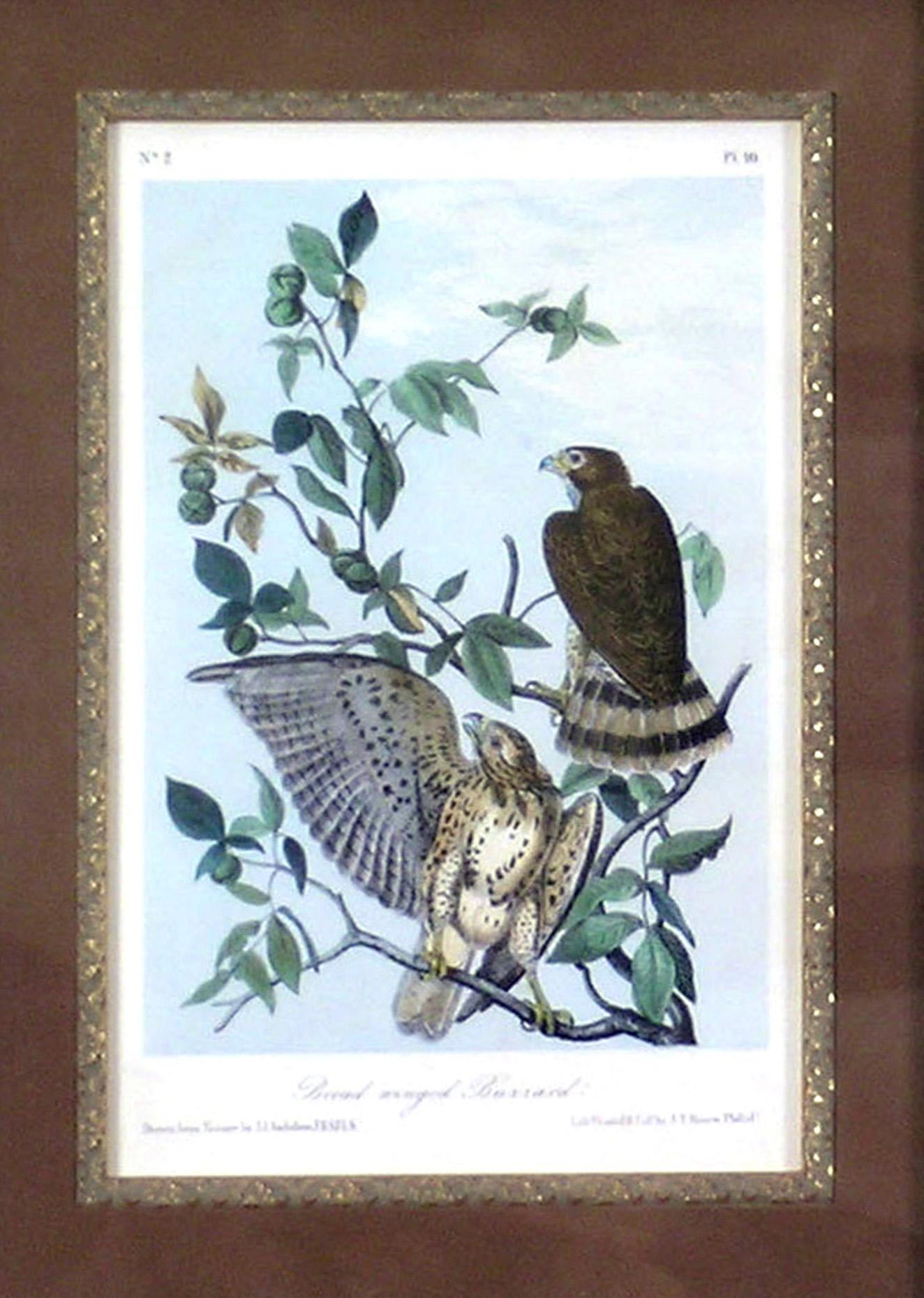 Broad Winged Buzzard - Academic Print by John James Audubon