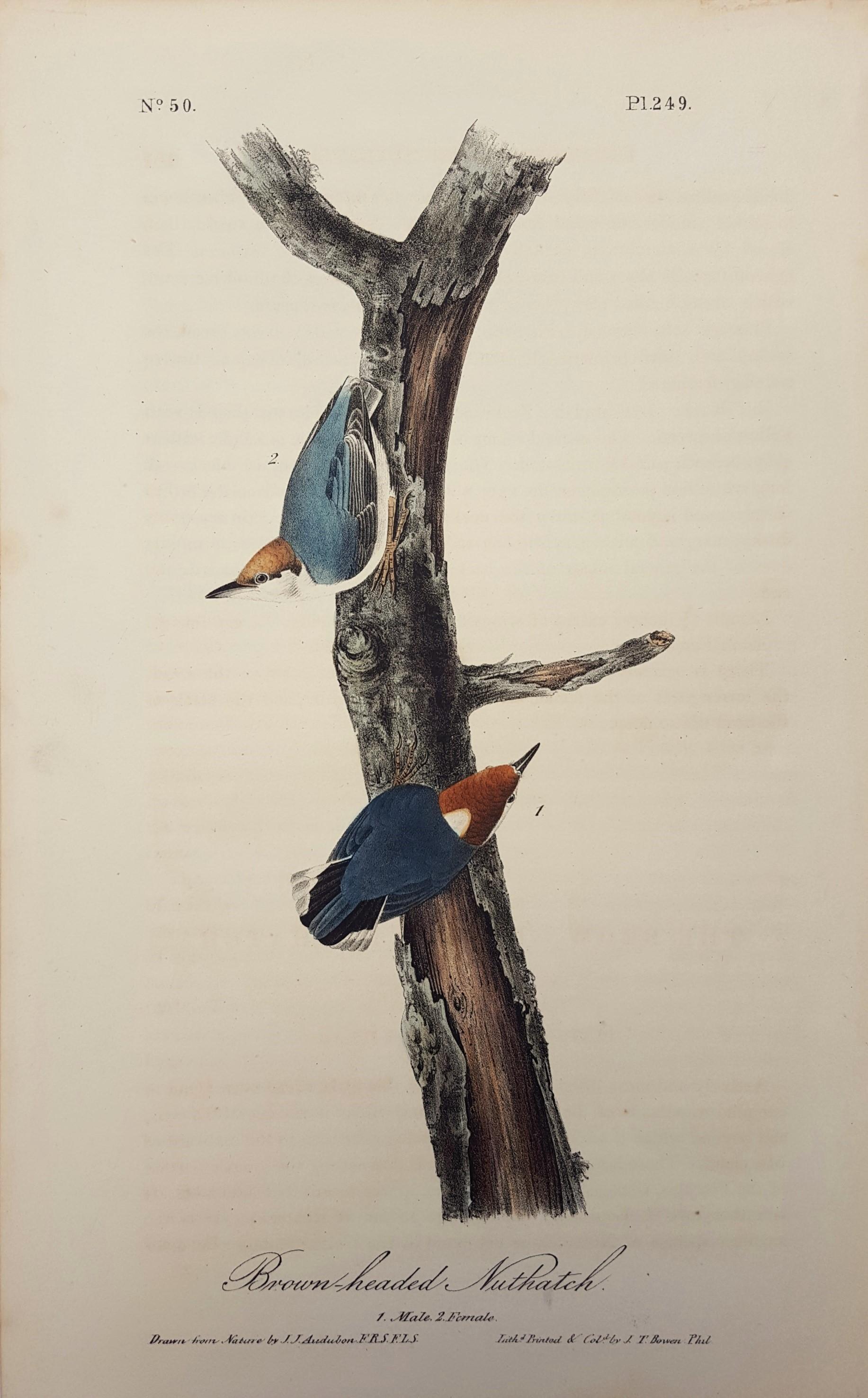 Brown-headed Nuthatch - Print by John James Audubon