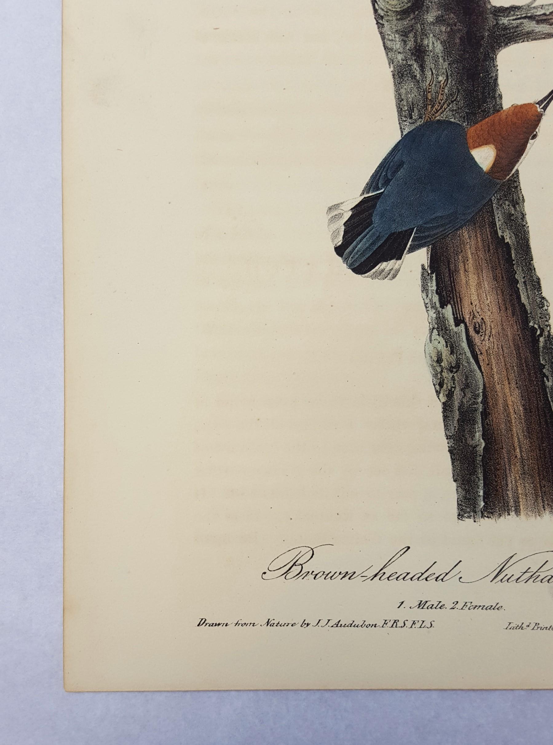 Brown-headed Nuthatch - Victorian Print by John James Audubon