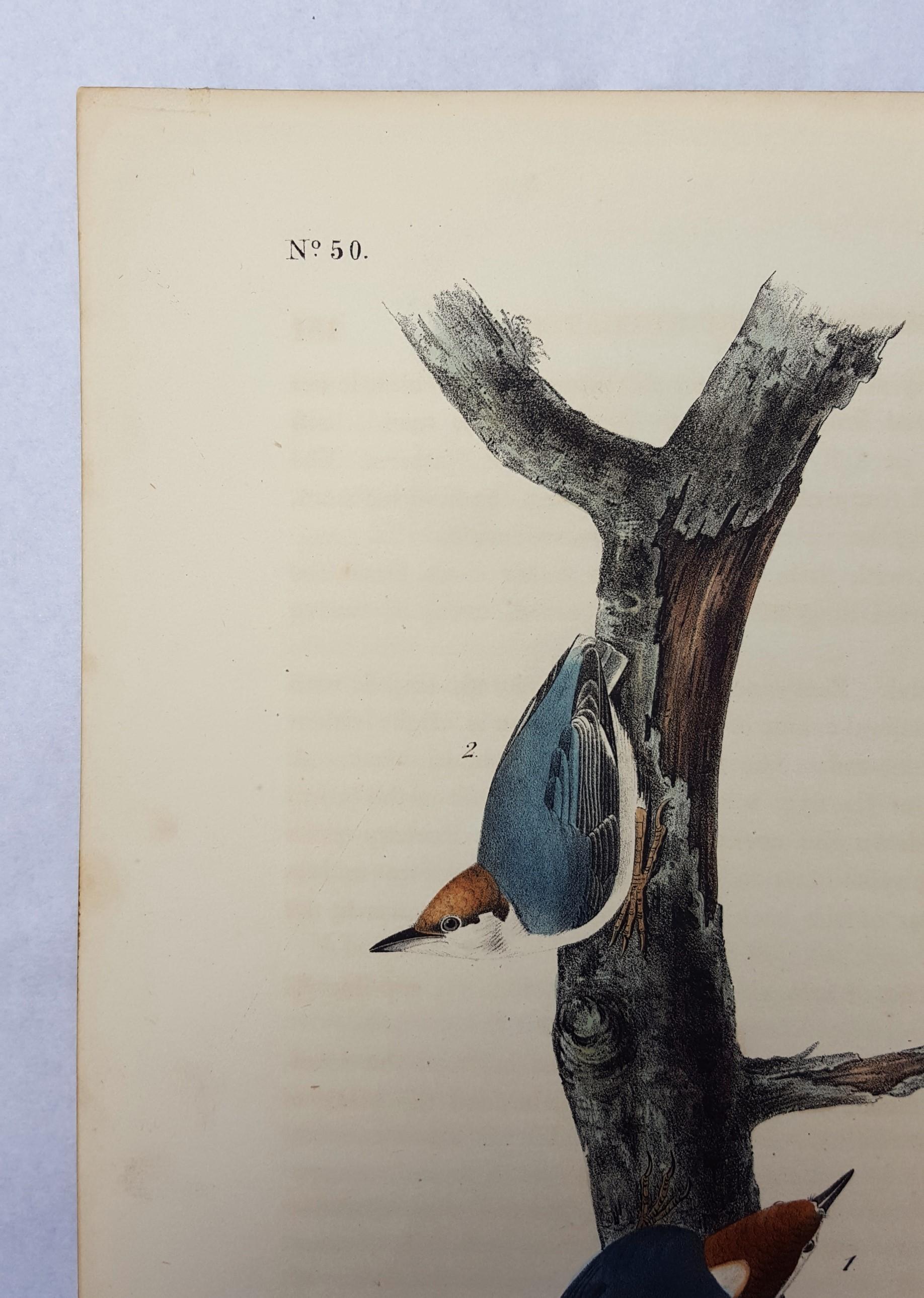 Brown-headed Nuthatch - Beige Animal Print by John James Audubon
