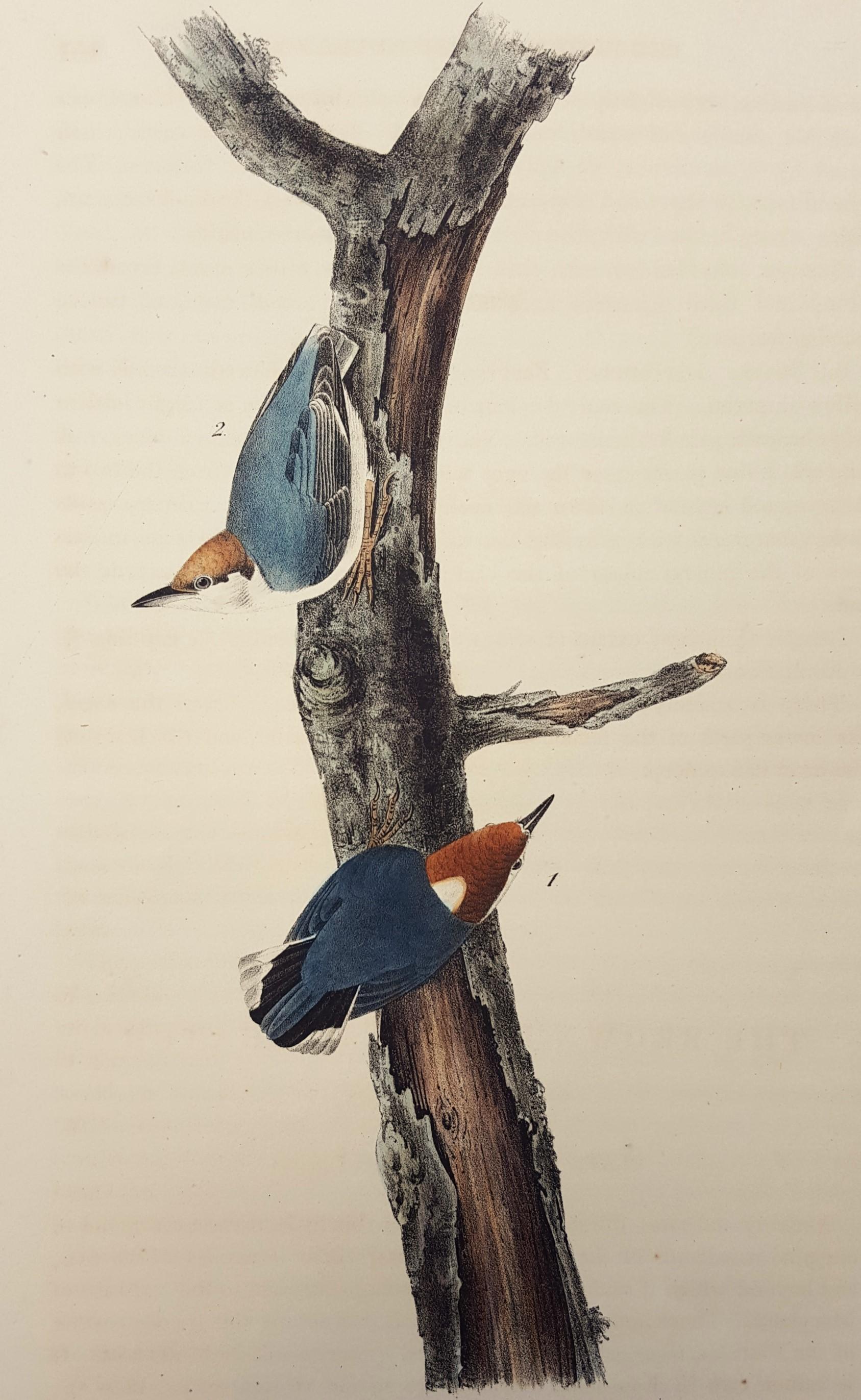John James Audubon Animal Print - Brown-headed Nuthatch
