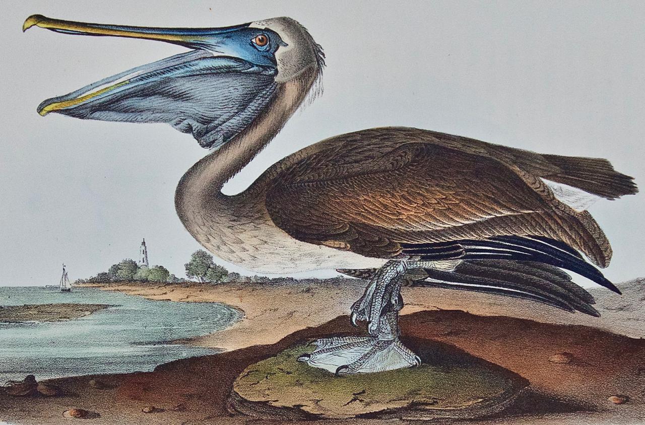 Brauner Pelikan: Eine handkolorierte Vogellithographie, Original Audubon 1. Auflage – Print von John James Audubon