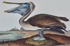 Brown Pelican: An Original Audubon 1st Edition Hand-colored Bird Lithograph