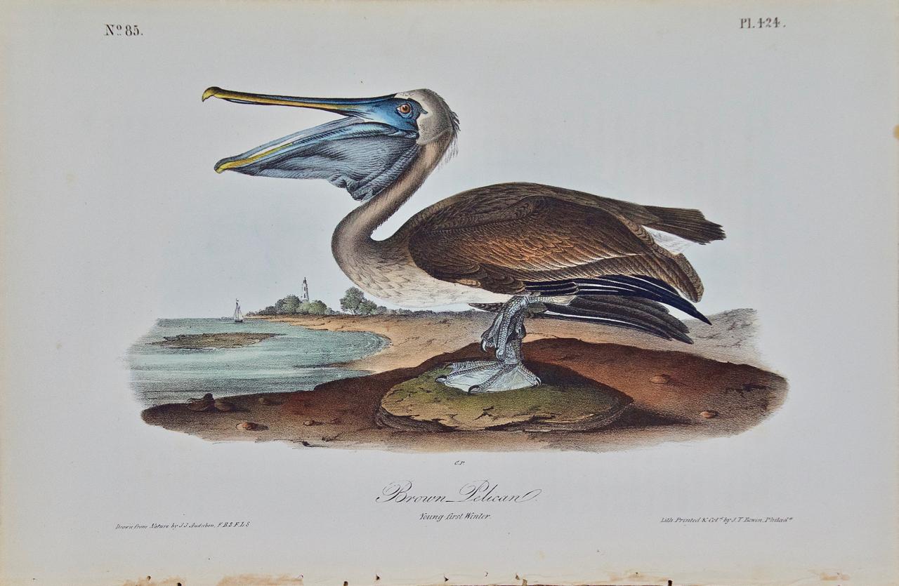 John James Audubon Animal Print – Brauner Pelikan: Eine handkolorierte Vogellithographie, Original Audubon 1. Auflage