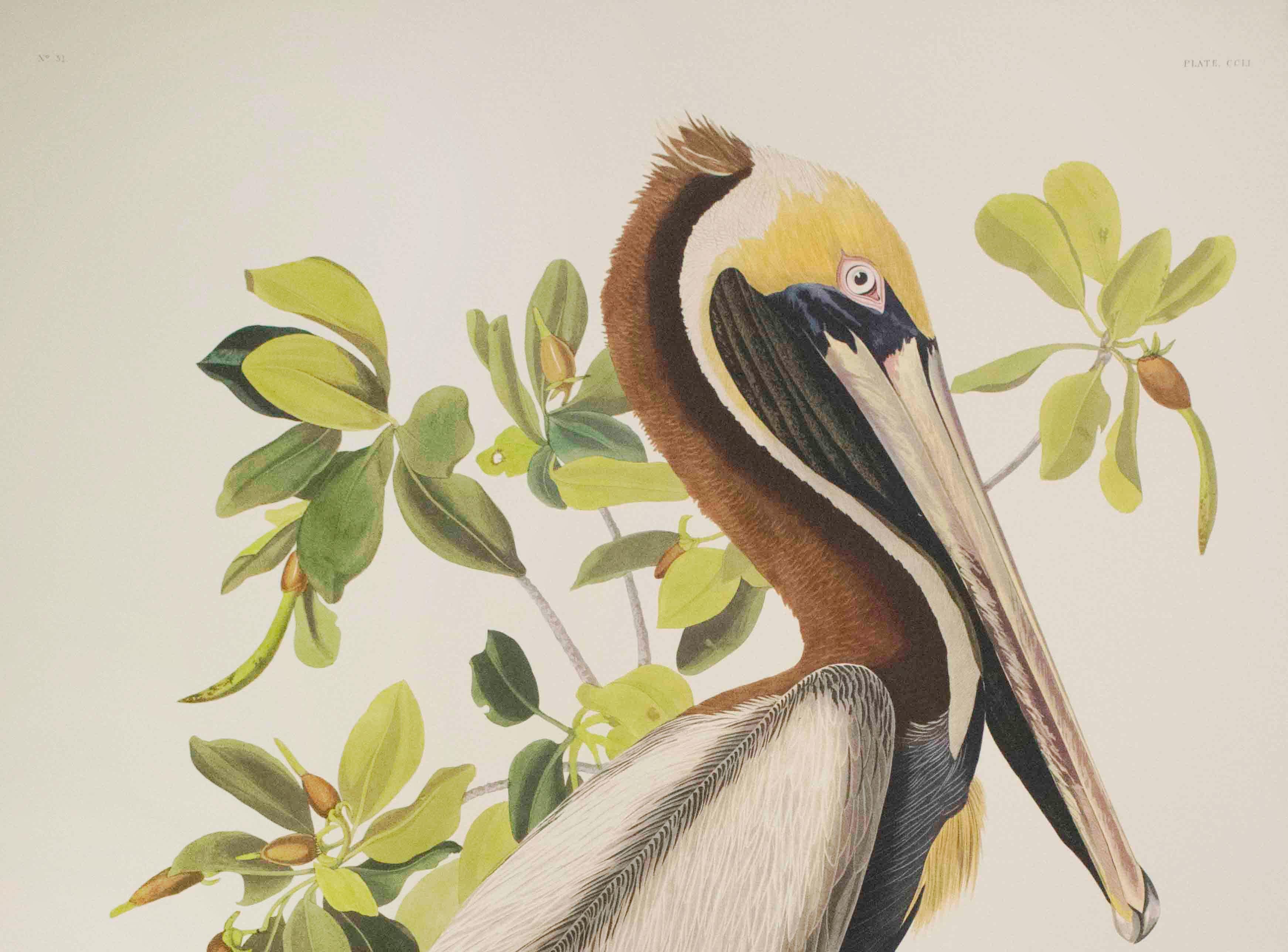 Brauner Pelikan in Braun, Auflage Pl. 251 – Print von After John James Audubon