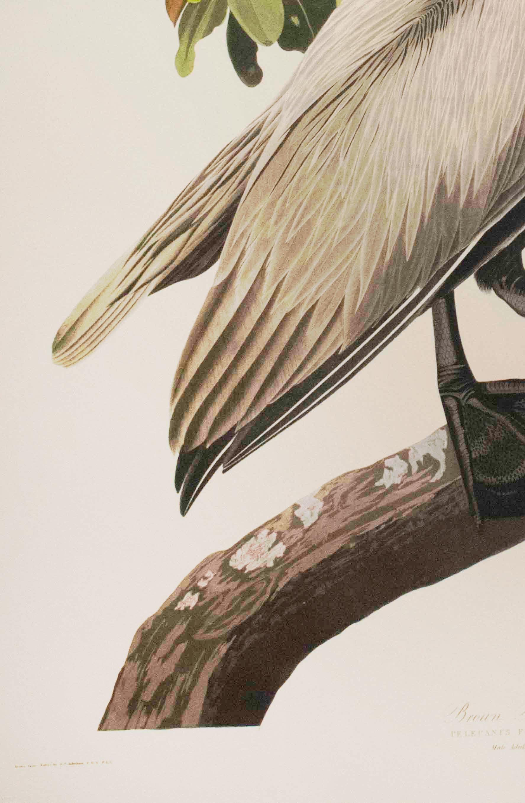 Brauner Pelikan in Braun, Auflage Pl. 251 (Naturalismus), Print, von After John James Audubon