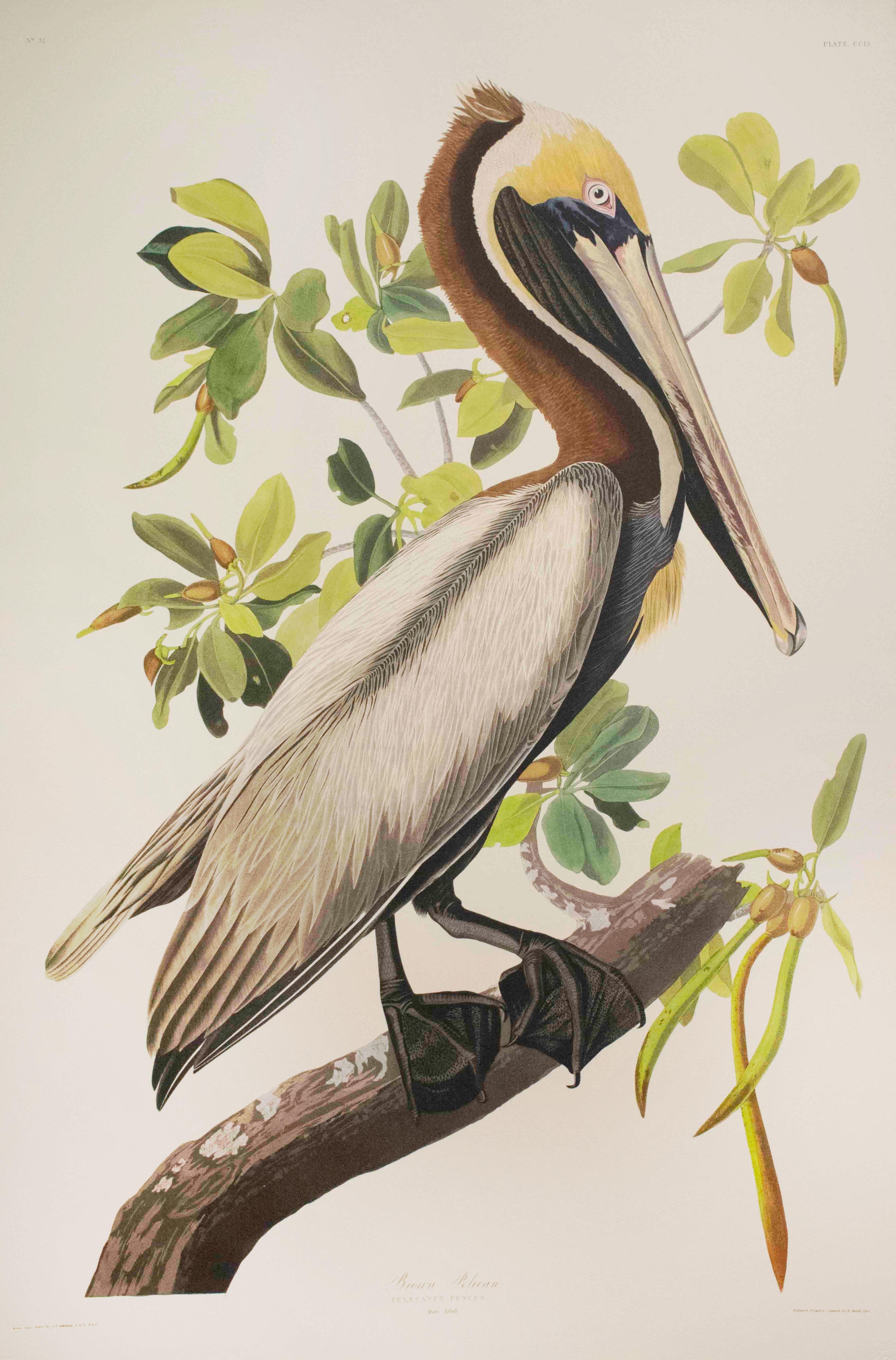 After John James Audubon Print – Brauner Pelikan in Braun, Auflage Pl. 251