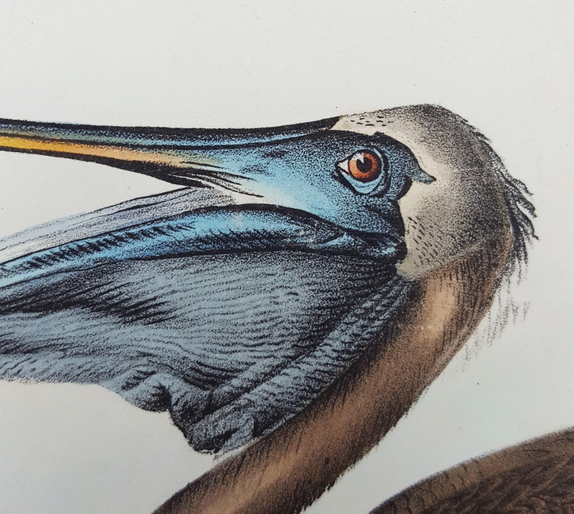 Pélican brun /// Histoire naturelle Ornithologie Art des oiseaux John James Audubon Mer en vente 10