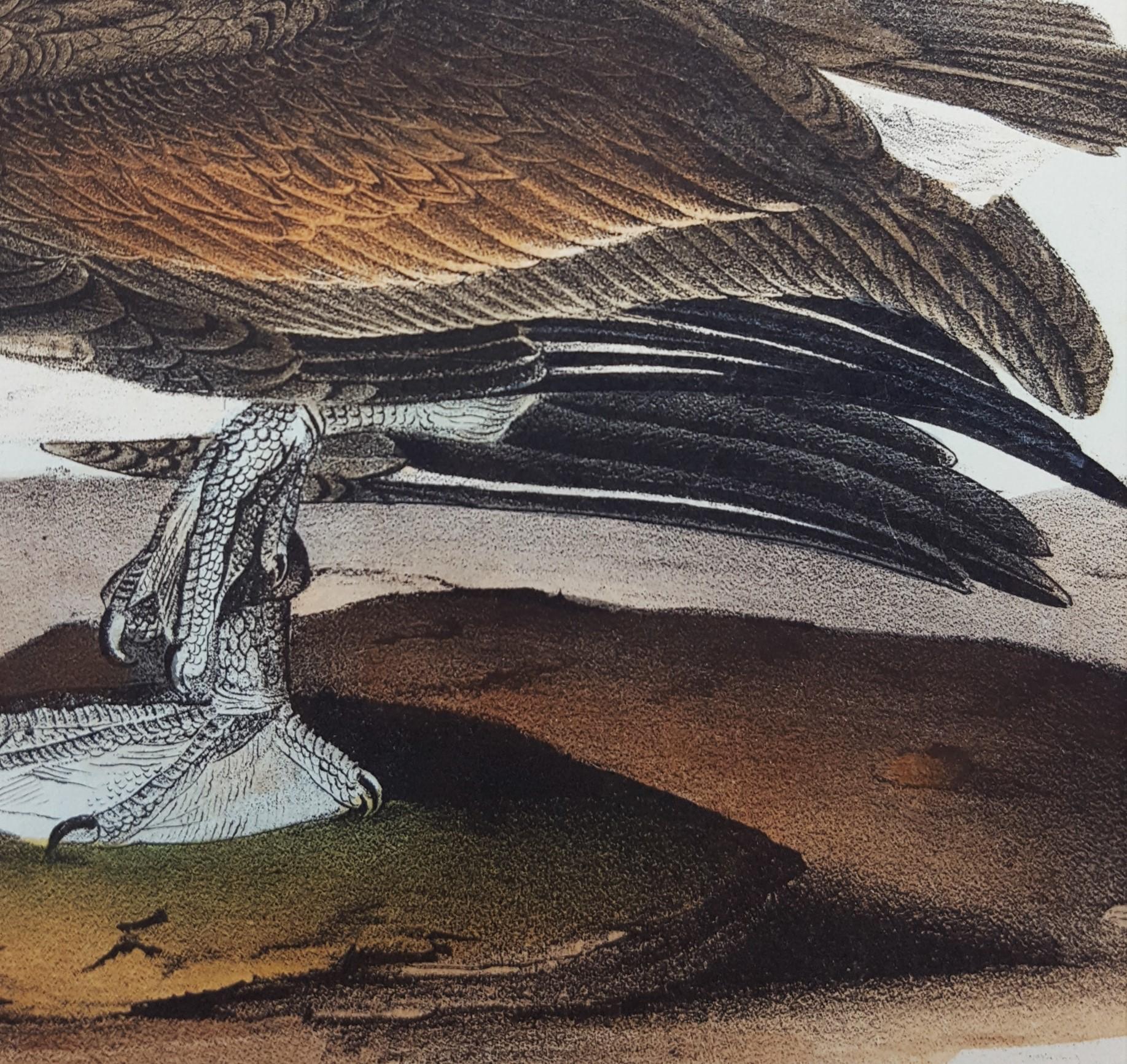 Pélican brun /// Histoire naturelle Ornithologie Art des oiseaux John James Audubon Mer en vente 13