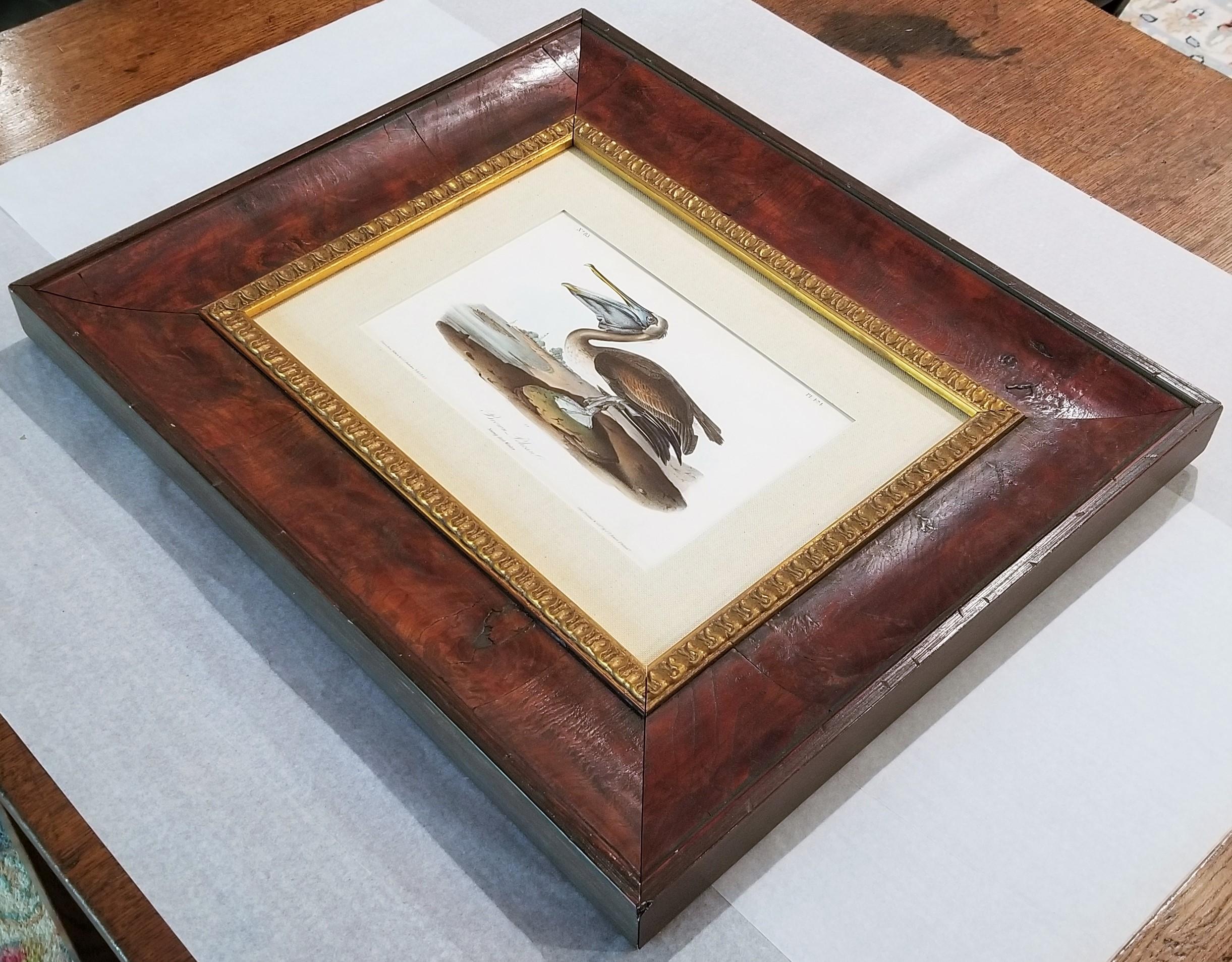 Pélican brun /// Histoire naturelle Ornithologie Art des oiseaux John James Audubon Mer en vente 15