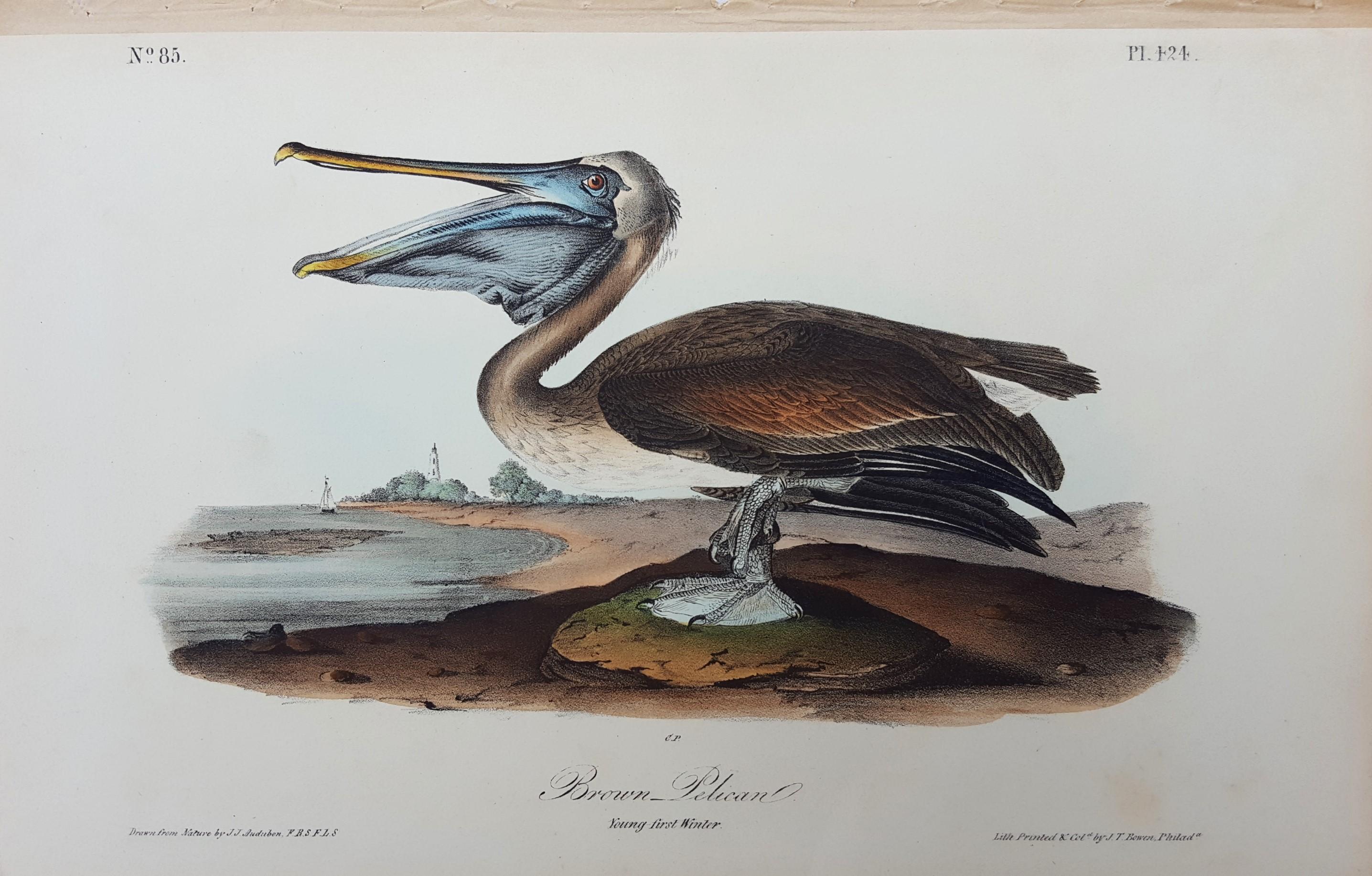 Brauner Pelikan /// Naturgeschichte Ornithologie Vogelkunst John James Audubon Meer im Angebot 1