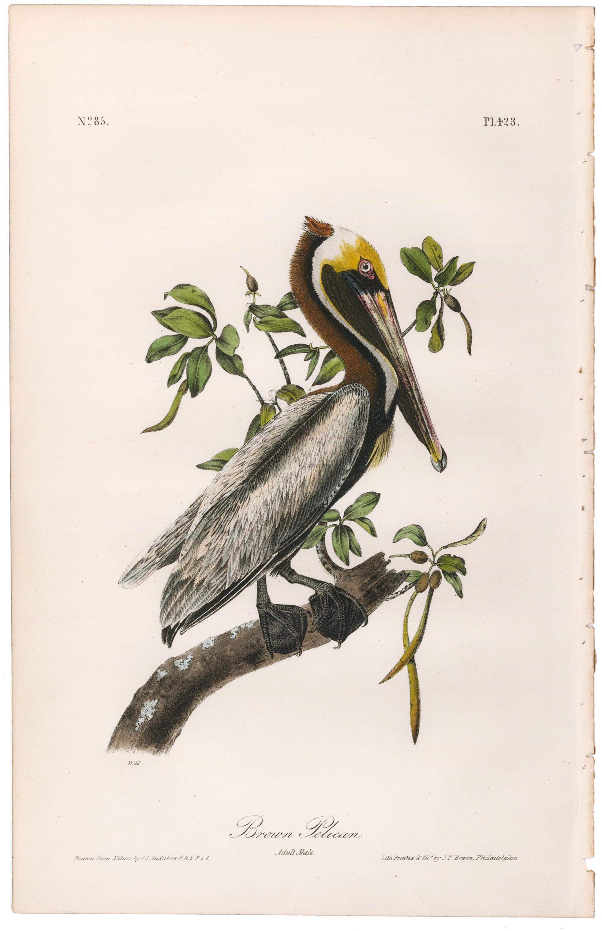 Brauner Pelikan. – Print von John James Audubon