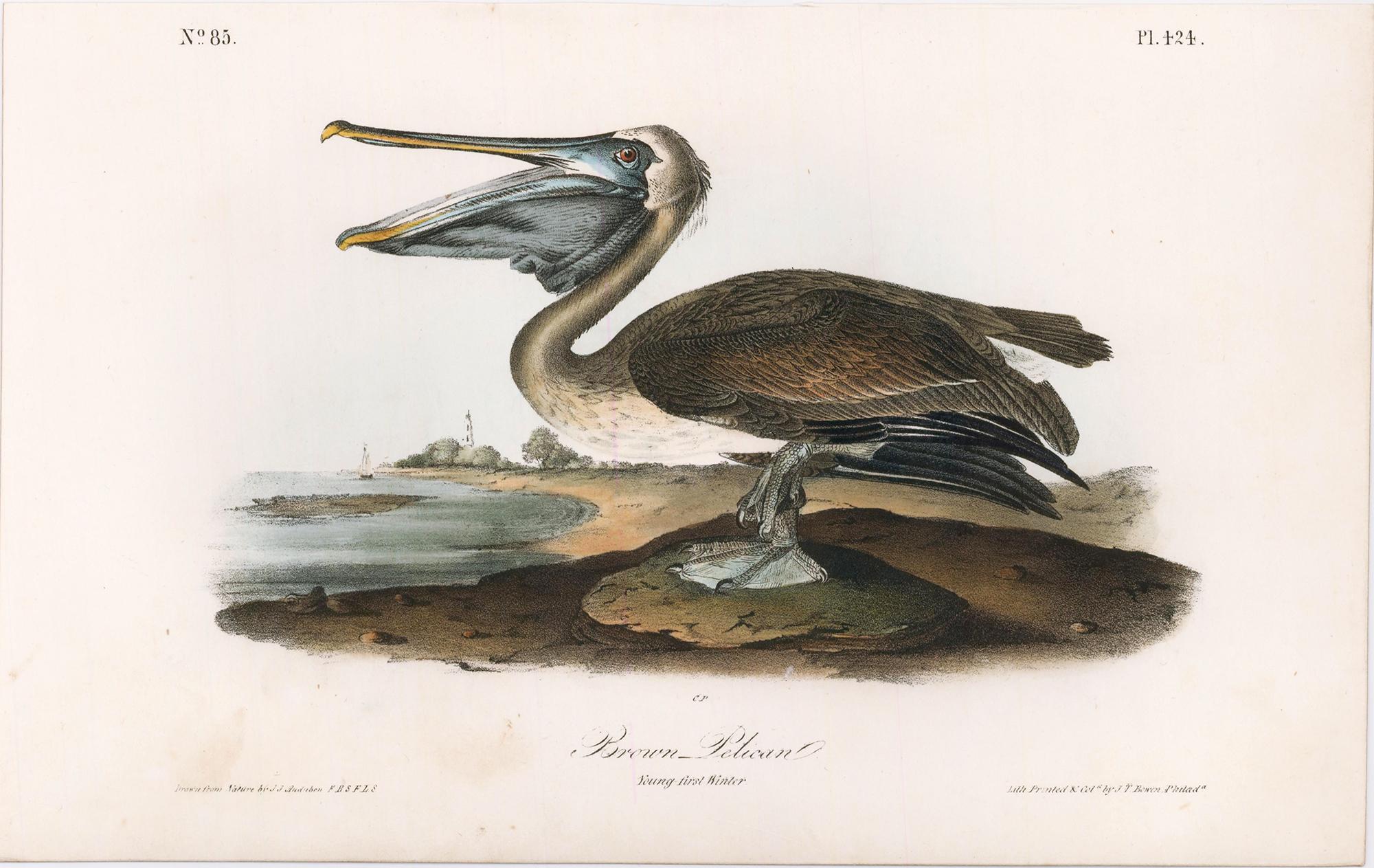 Pélican brun. - Print de John James Audubon