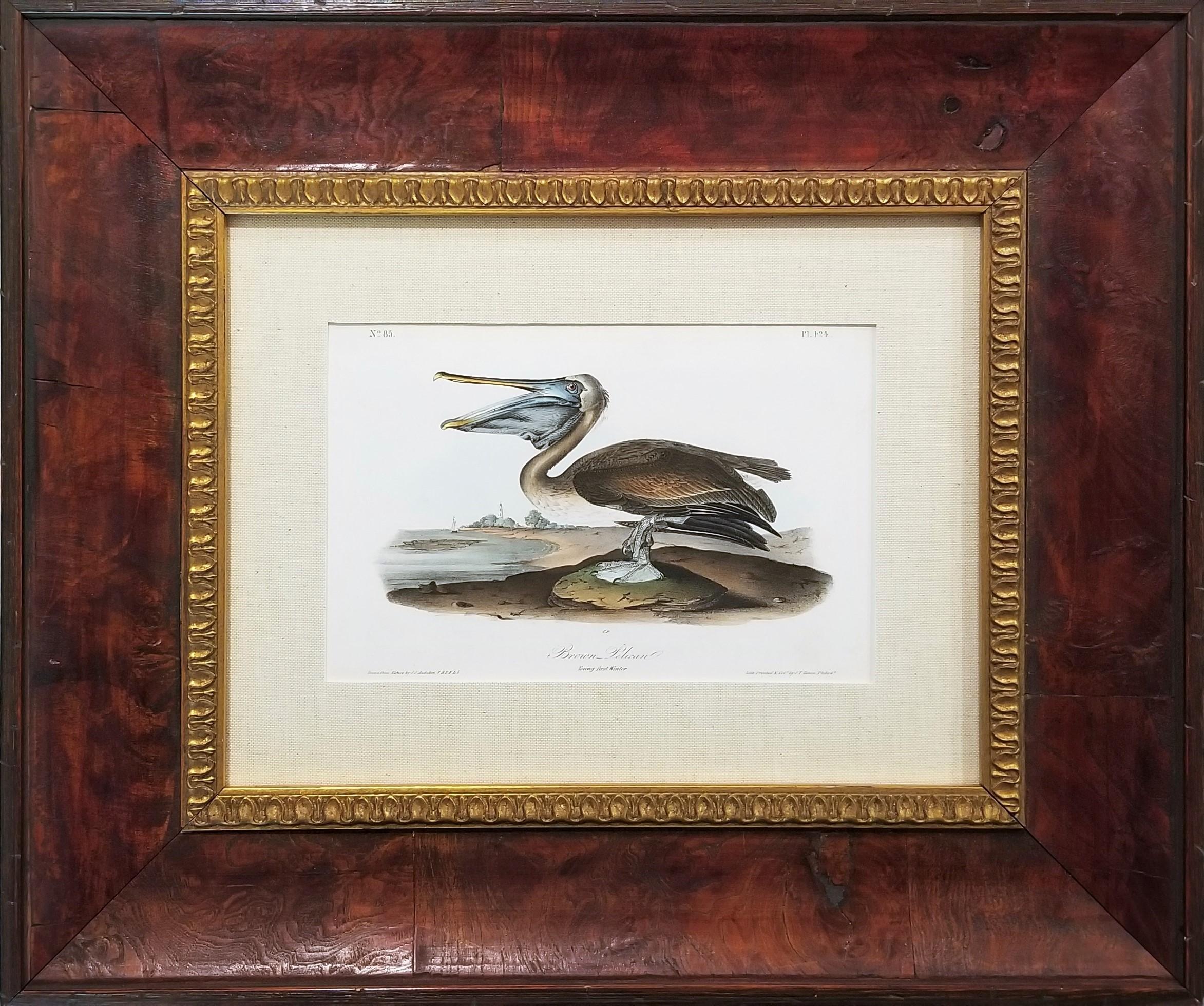 Pélican brun /// Histoire naturelle Ornithologie Art des oiseaux John James Audubon Mer en vente 1