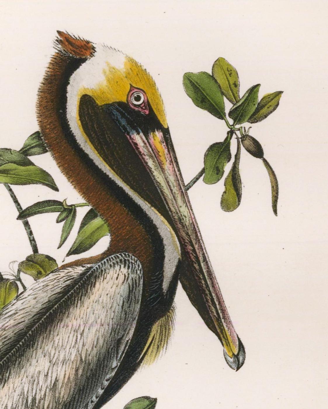 Brauner Pelikan. (Beige), Animal Print, von John James Audubon