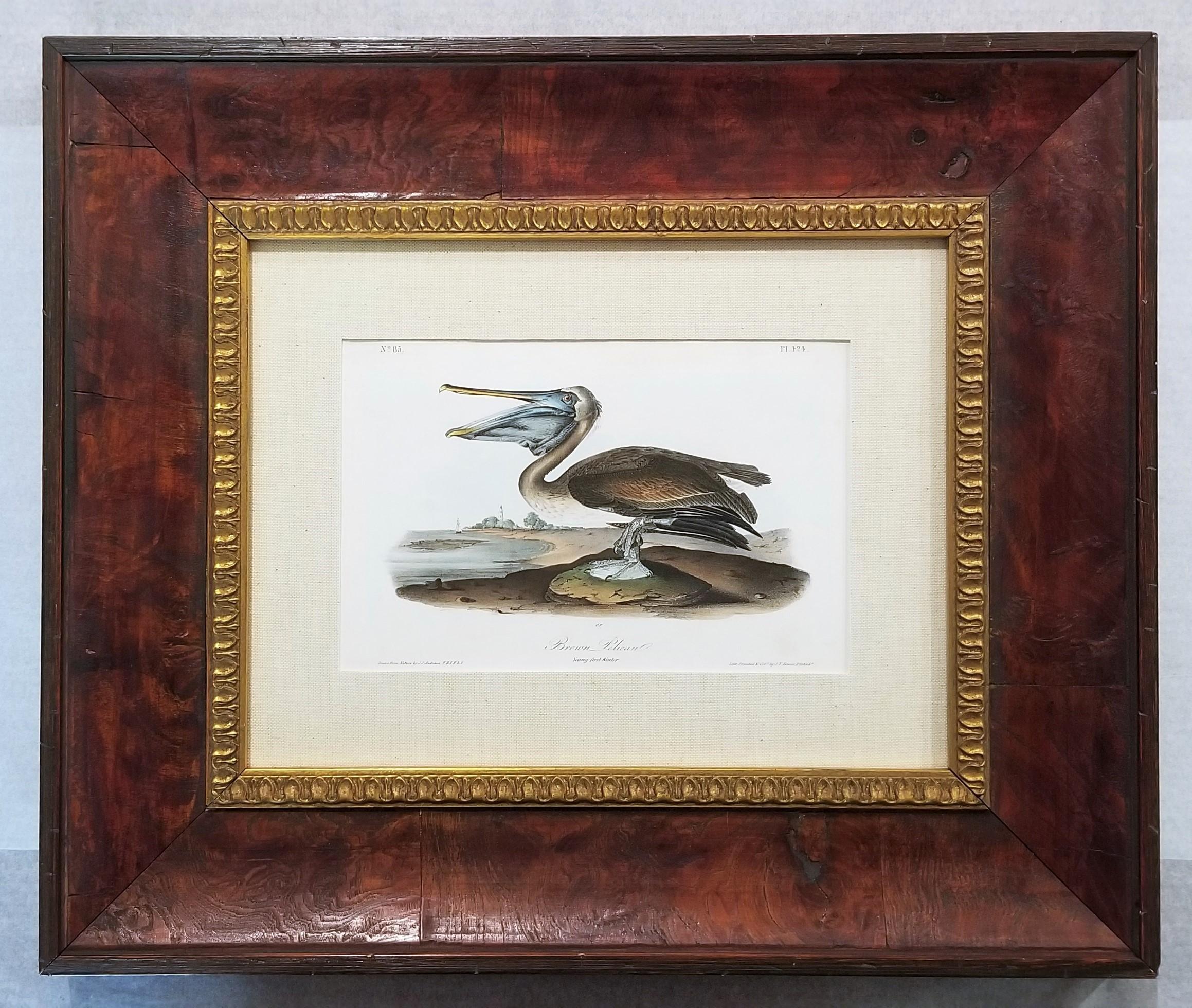 Pélican brun /// Histoire naturelle Ornithologie Art des oiseaux John James Audubon Mer en vente 2