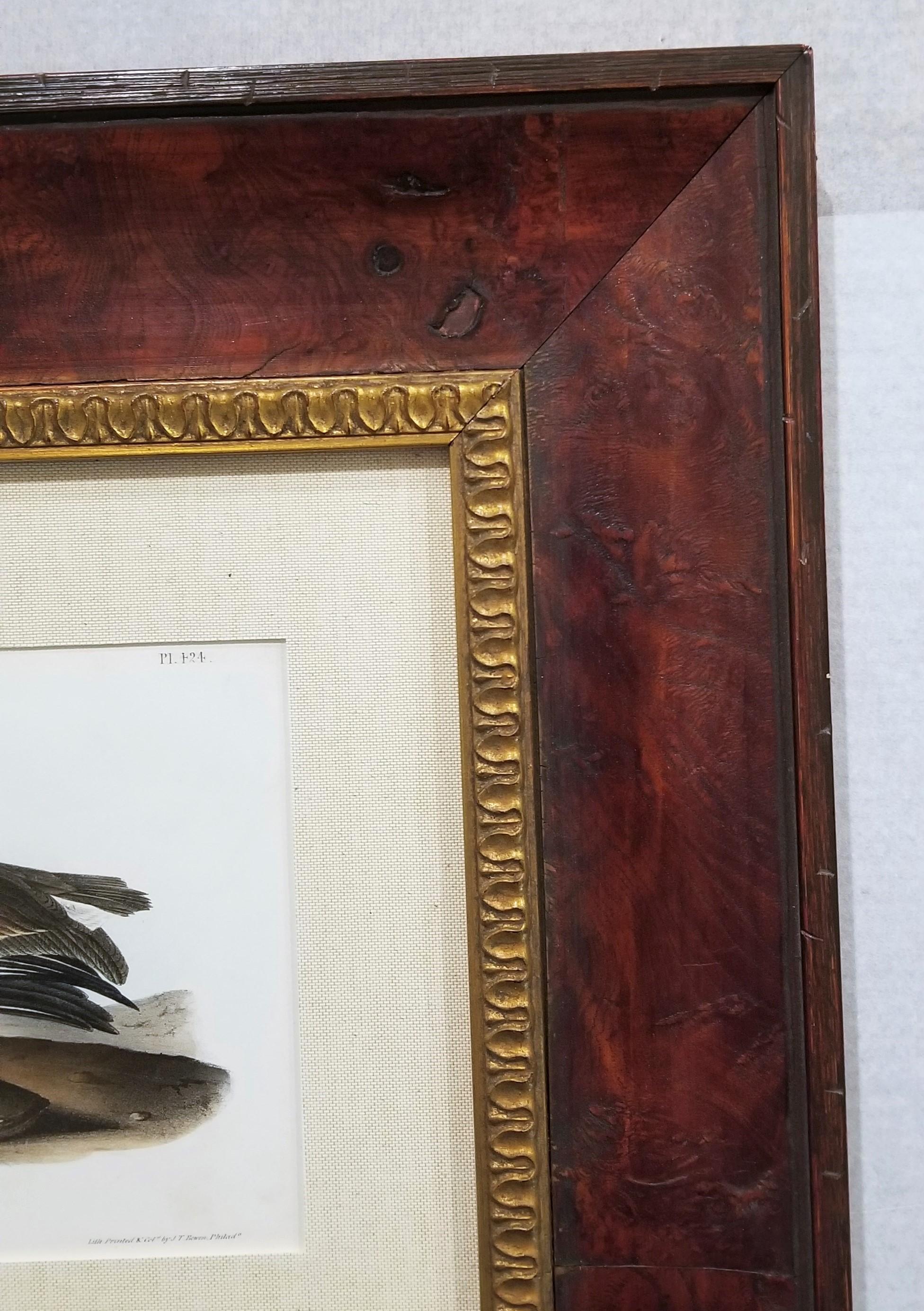 Pélican brun /// Histoire naturelle Ornithologie Art des oiseaux John James Audubon Mer en vente 5