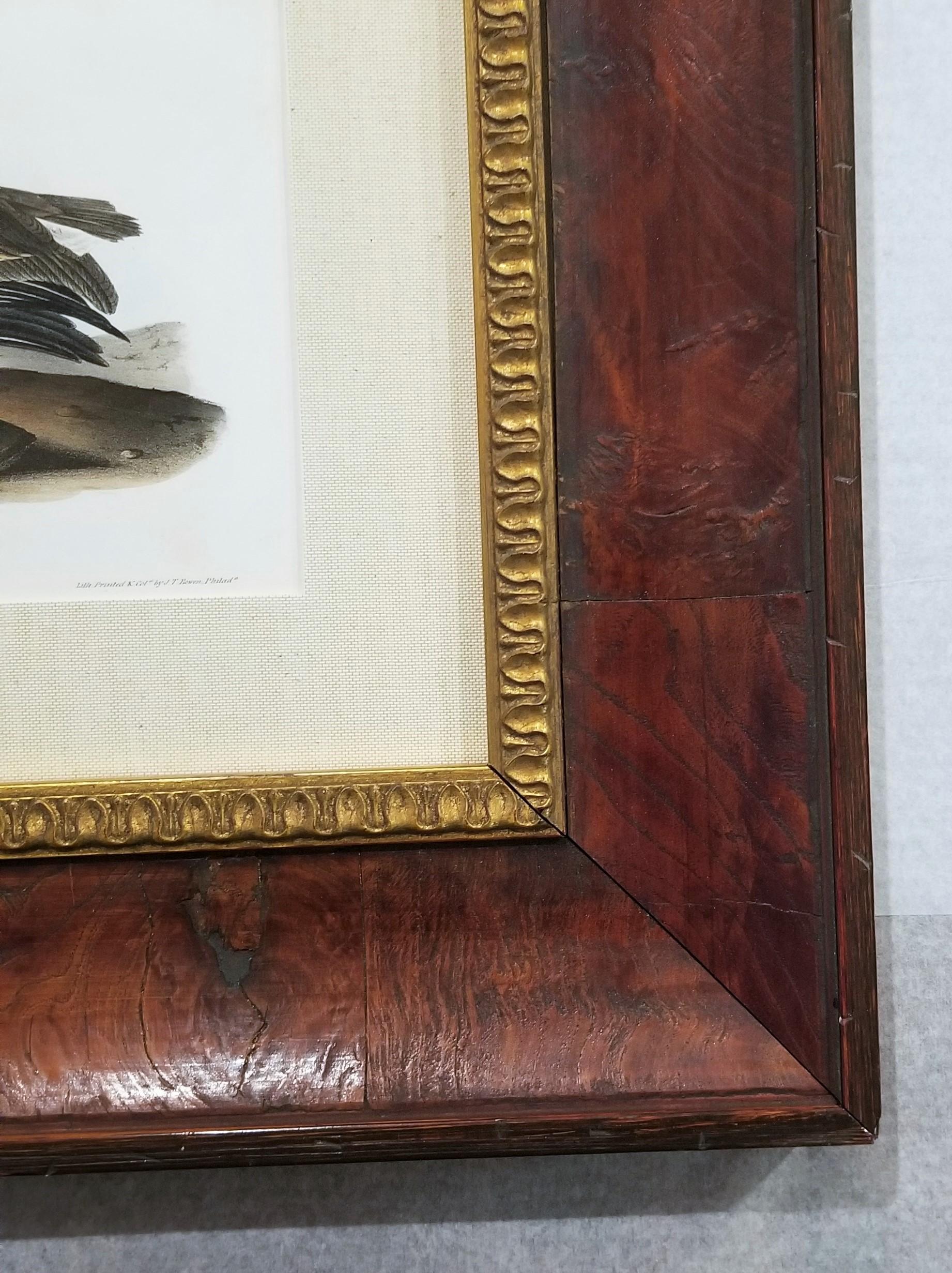 Pélican brun /// Histoire naturelle Ornithologie Art des oiseaux John James Audubon Mer en vente 6