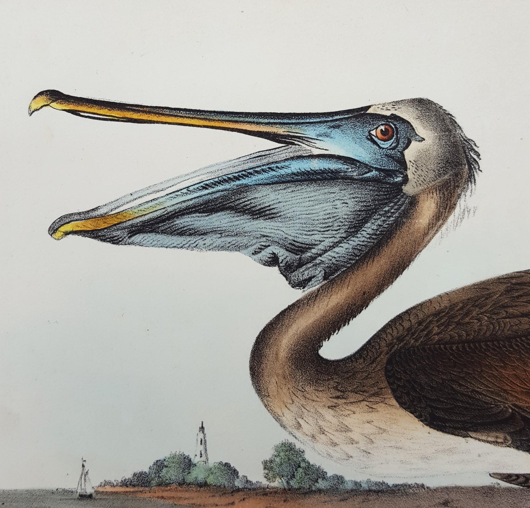 Pélican brun /// Histoire naturelle Ornithologie Art des oiseaux John James Audubon Mer en vente 9