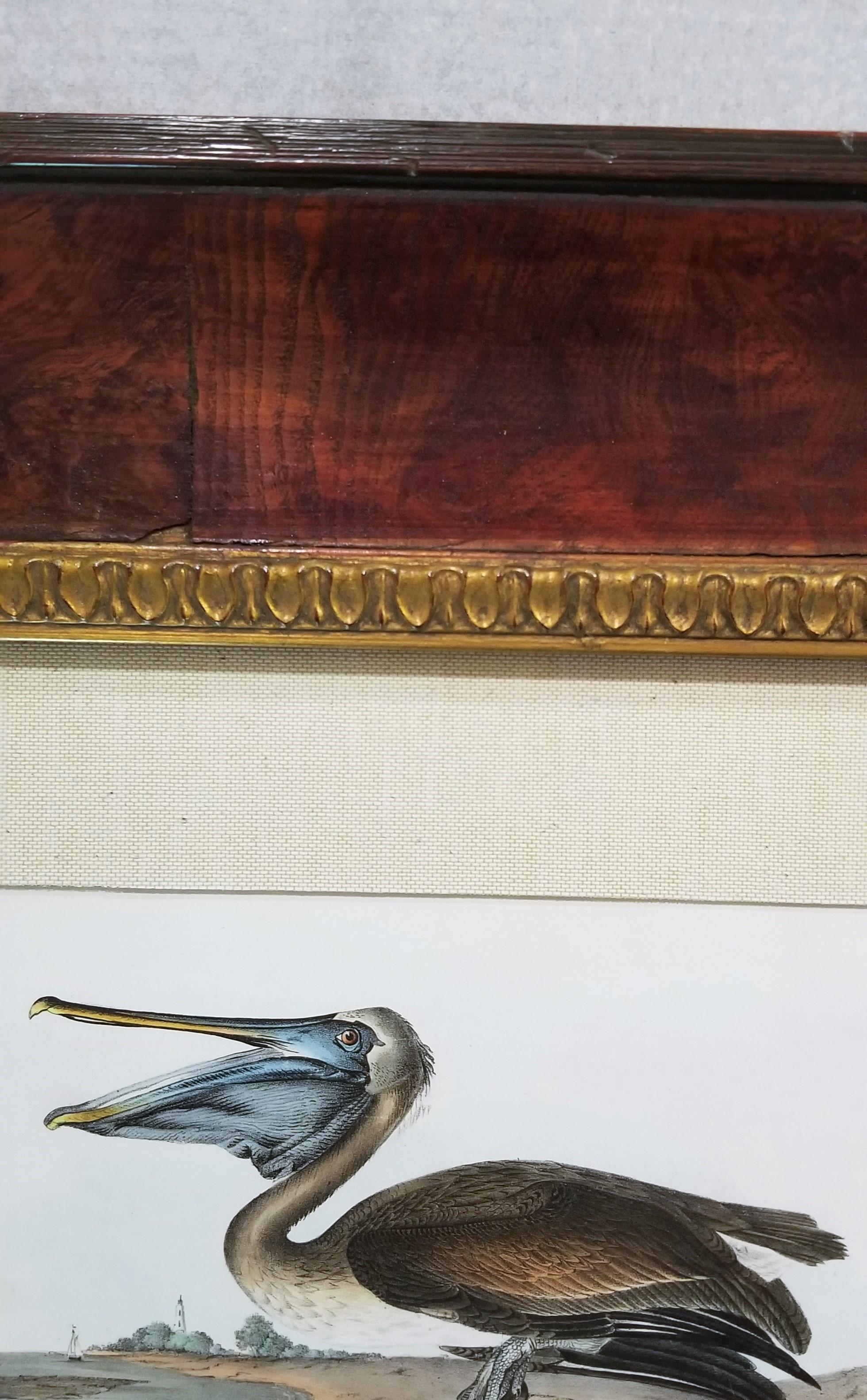 Pélican brun /// Histoire naturelle Ornithologie Art des oiseaux John James Audubon Mer en vente 7