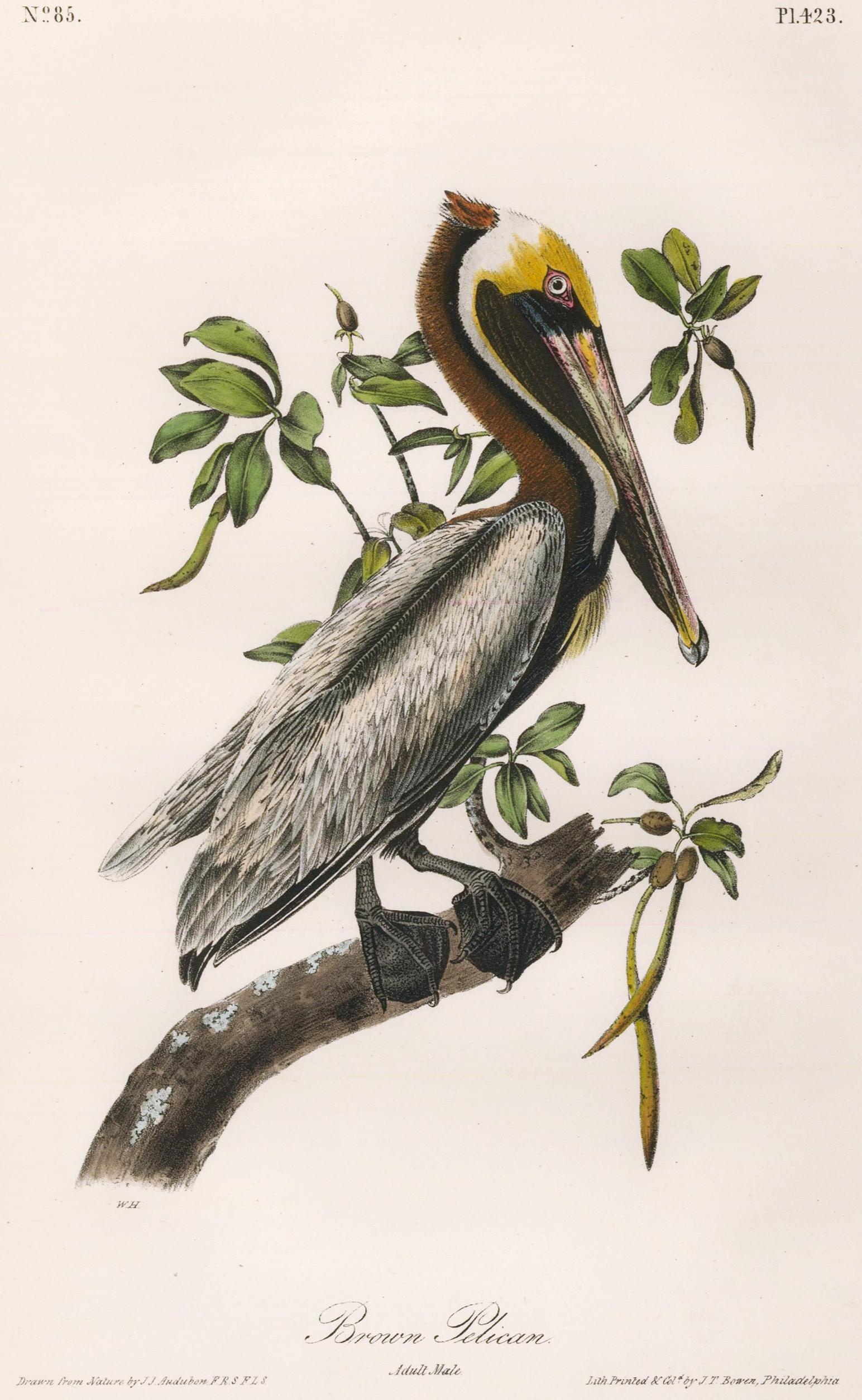 John James Audubon Animal Print - Brown Pelican.