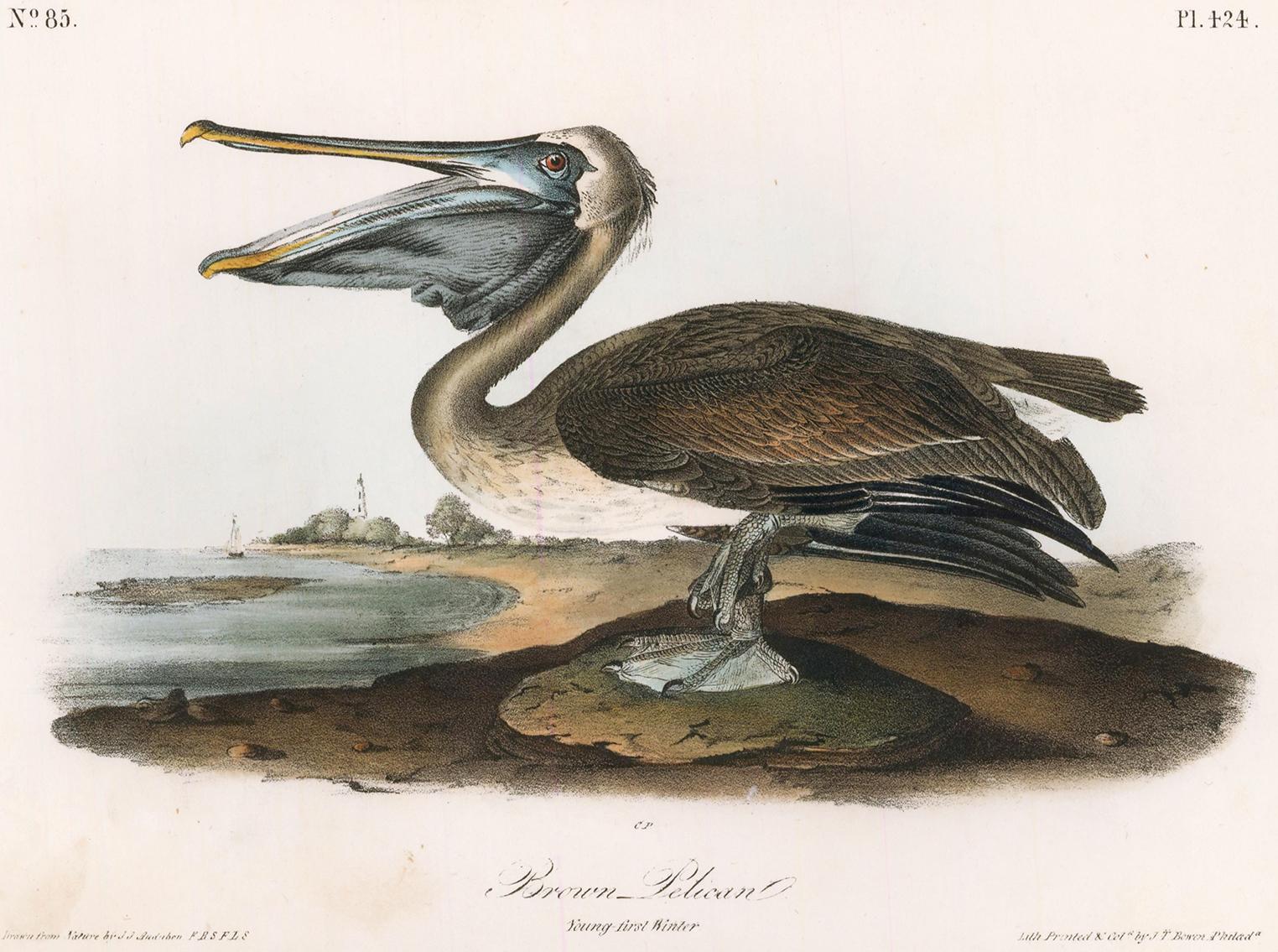 John James Audubon Animal Print - Brown Pelican.