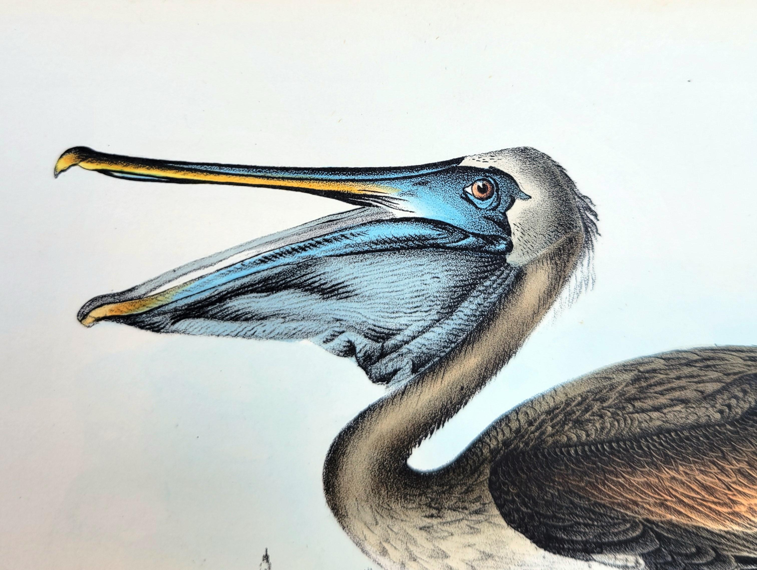 Pelícano pardo /// John James Audubon Nueva Orleans Ornitología Animal Pájaro Arte en venta 9