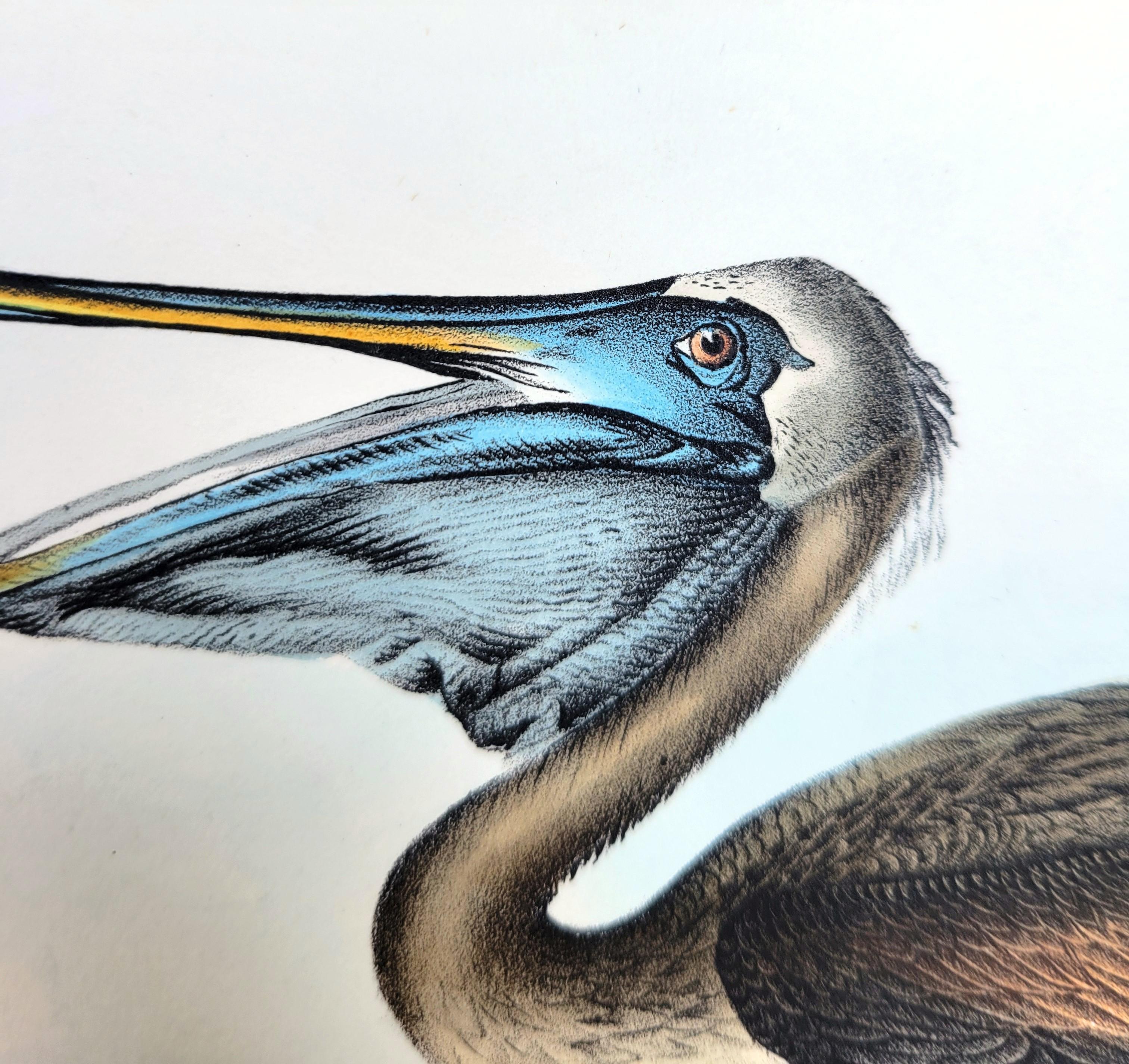 Pelícano pardo /// John James Audubon Nueva Orleans Ornitología Animal Pájaro Arte en venta 10