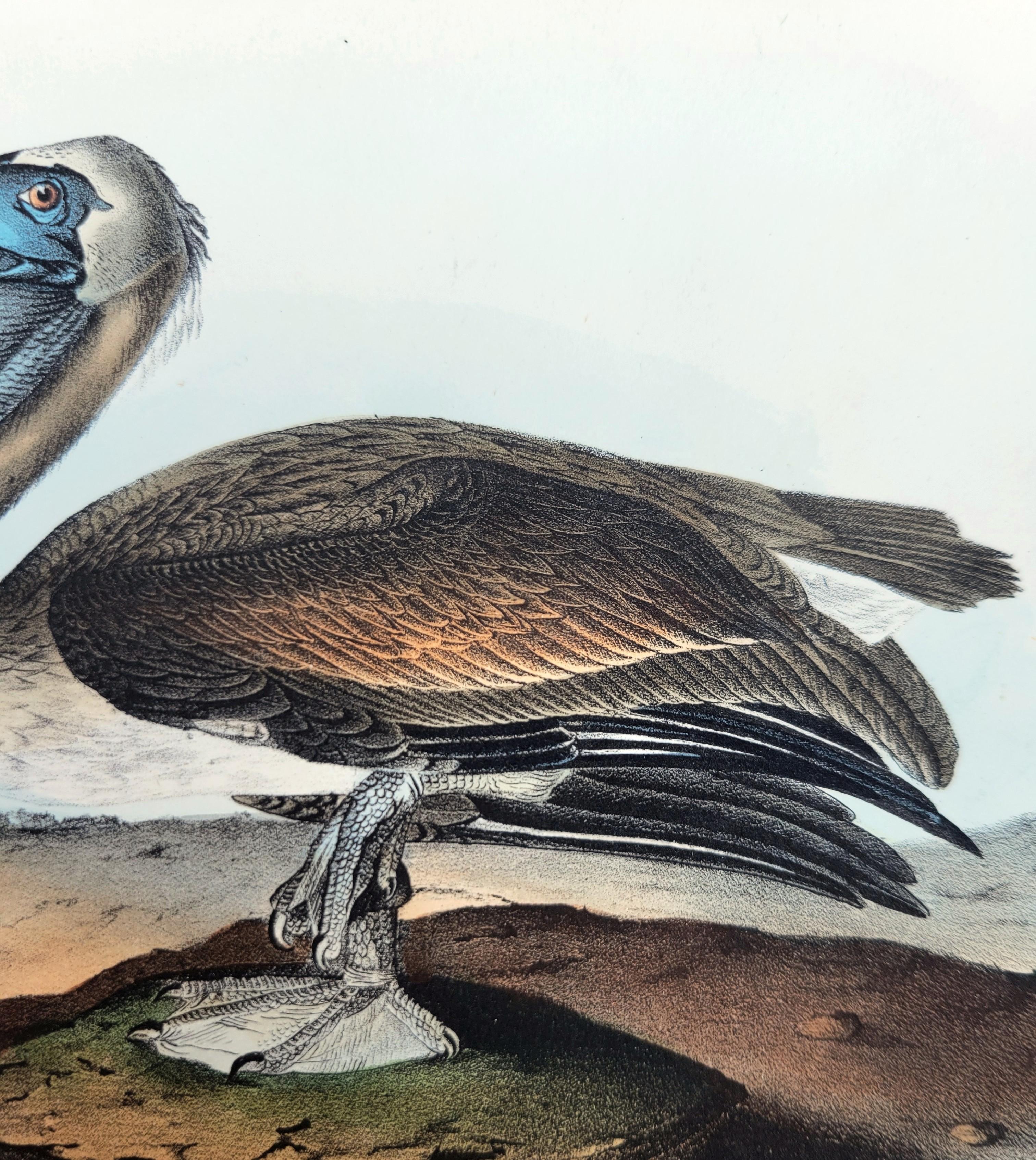 Pelícano pardo /// John James Audubon Nueva Orleans Ornitología Animal Pájaro Arte en venta 11