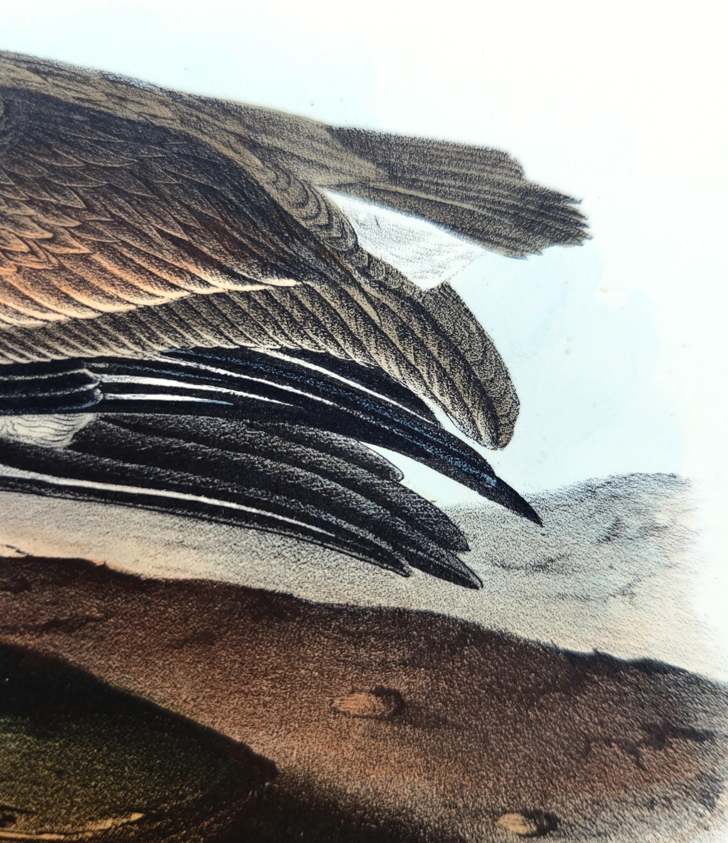 Pelícano pardo /// John James Audubon Nueva Orleans Ornitología Animal Pájaro Arte en venta 12