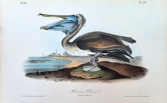 Brown Pelican /// John James Audubon New Orleans Ornithology Animal Bird Art