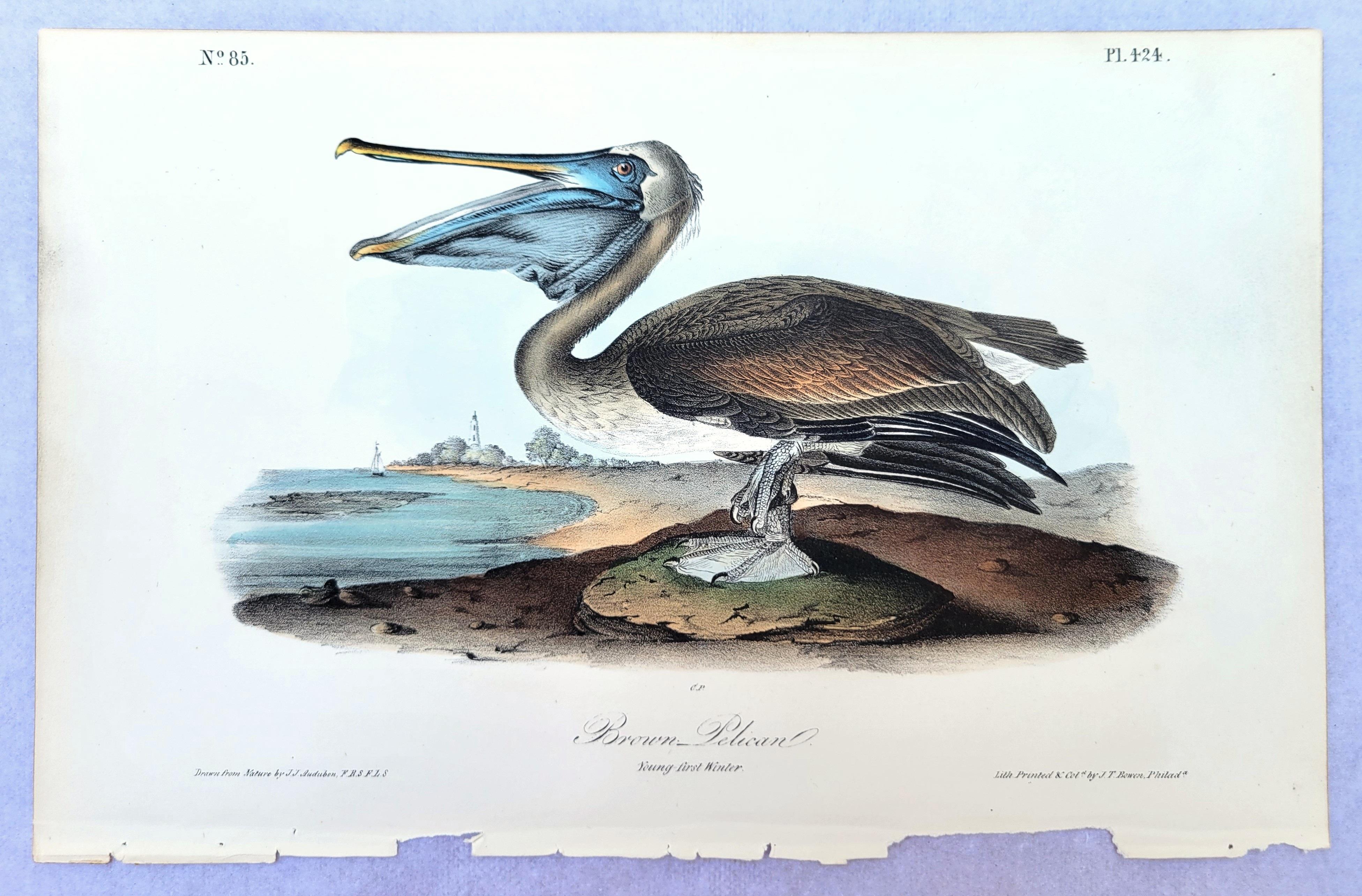 Pelícano pardo /// John James Audubon Nueva Orleans Ornitología Animal Pájaro Arte en venta 2